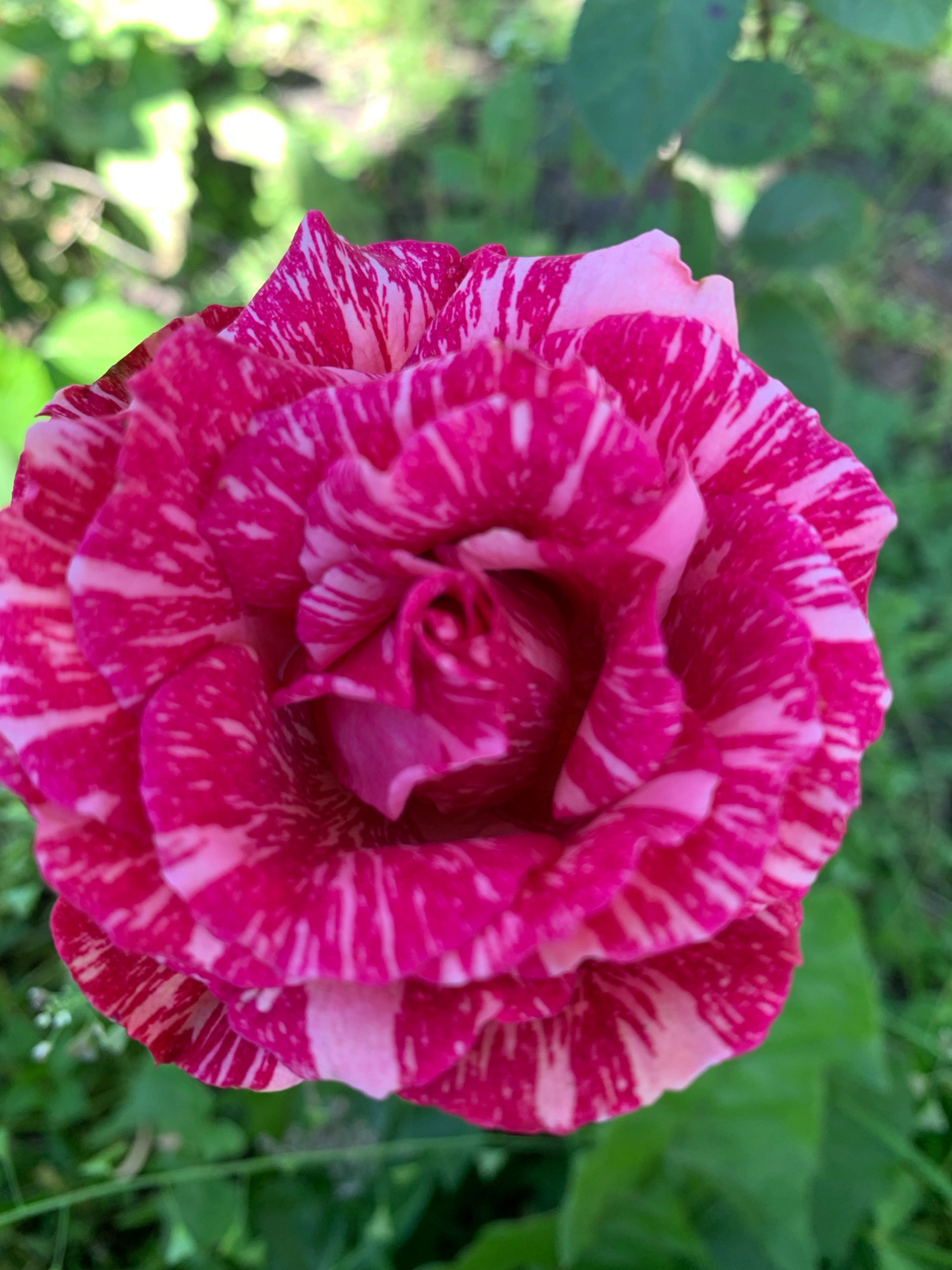 A close-up, overhead shot captures a vibrant, striped rose in full bloom. The petals display a striking pattern of deep fuchsia and bright white, with the colors swirled and feathered across each surface. The rose's center is tightly furled, revealing layers of delicate pink and white. The background is a blur of lush green foliage and dappled sunlight, suggesting an outdoor garden setting. The image does not contain any elements that would allow for a determination of its location in the city of Novostroika, Russia.