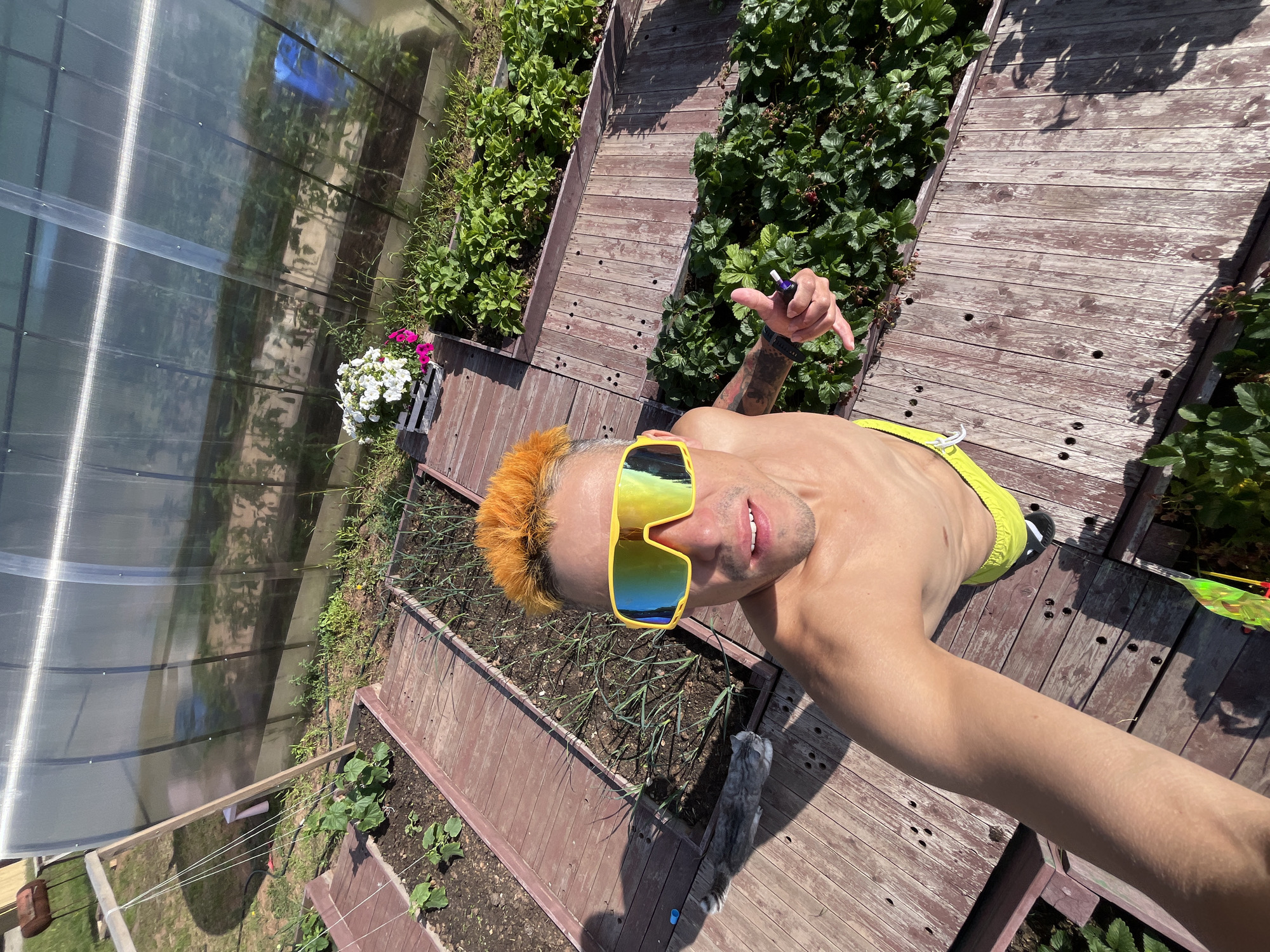 The media file is a selfie taken by a person with bright orange hair and large yellow-tinted sunglasses, showing their upper body and face from a high-angle perspective. They are shirtless and wearing bright yellow shorts. The person is smiling and holding a small electronic device in their right hand, with their thumb extended upwards in a "thumbs-up" gesture.
The setting appears to be a garden with raised wooden beds. One bed to the right of the person is filled with lush green plants, possibly strawberries, with some red berries visible. Another bed in front of them contains young green plants, likely vegetables like onions. To the left, a greenhouse with a translucent, corrugated roof is visible, with more plants growing inside and next to it. Several wooden planks form a walkway between the garden beds.
The time of day is clearly daytime, with strong sunlight casting shadows. The weather is sunny and likely warm, judging by the person's attire and the outdoor setting. The overall mood is positive and energetic, suggested by the person's smile and gesture. The location is identified as Chaikovsky, Russia. There is no visible text in the image.
