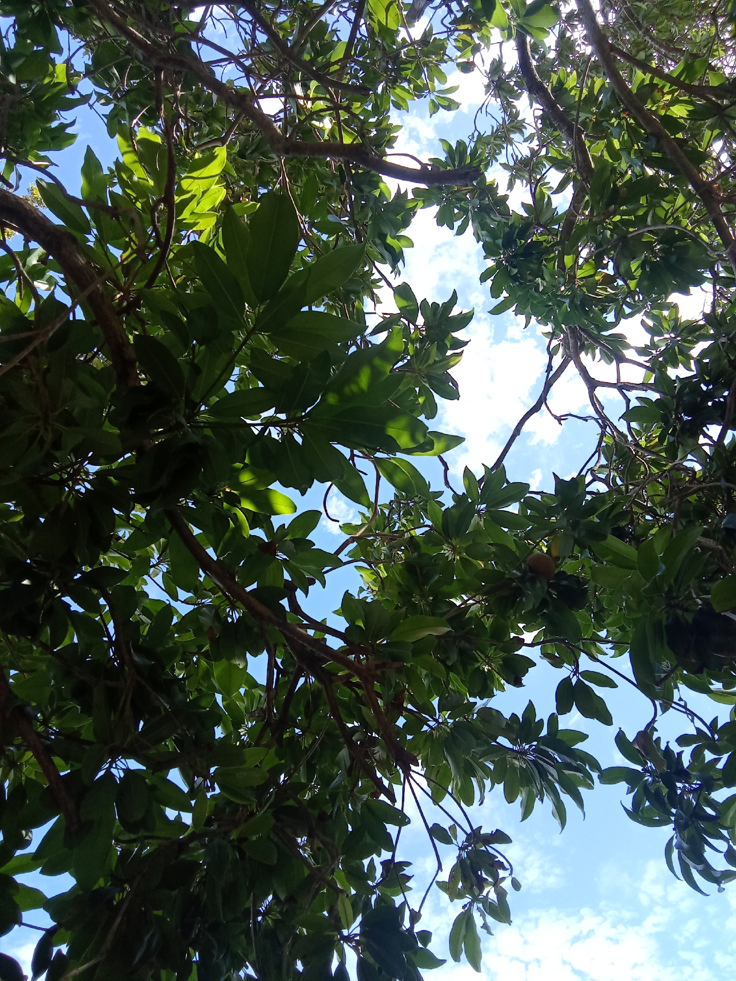 The image, taken from a low angle, depicts the canopy of a tree against a bright blue sky with scattered white clouds. Thick, green leaves fill the frame, creating a dense network with branches visible in between. The leaves vary in size and shape, with some appearing smooth and glossy, while others are slightly more textured. The sky is visible through gaps in the foliage, creating a dappled light effect. The overall impression is one of looking up into a lush, green canopy on a clear, sunny day.
The image location is Juan Griego, Venezuela.