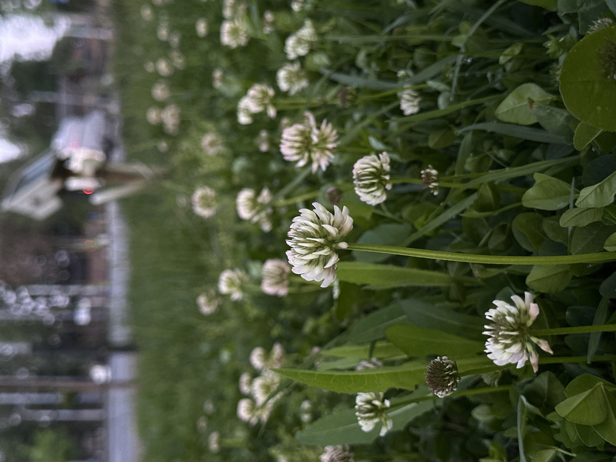 The image shows a field of white clover flowers in a grassy area. A blurry sidewalk and a vehicle are visible in the background, suggesting an urban setting. Given the location is Chișinău, Moldova, the background most likely depicts a car parked beside a sidewalk and pedestrian area with green spaces around it. The foreground is filled with various stages of clover flowers, from buds to full blooms, amid green foliage.