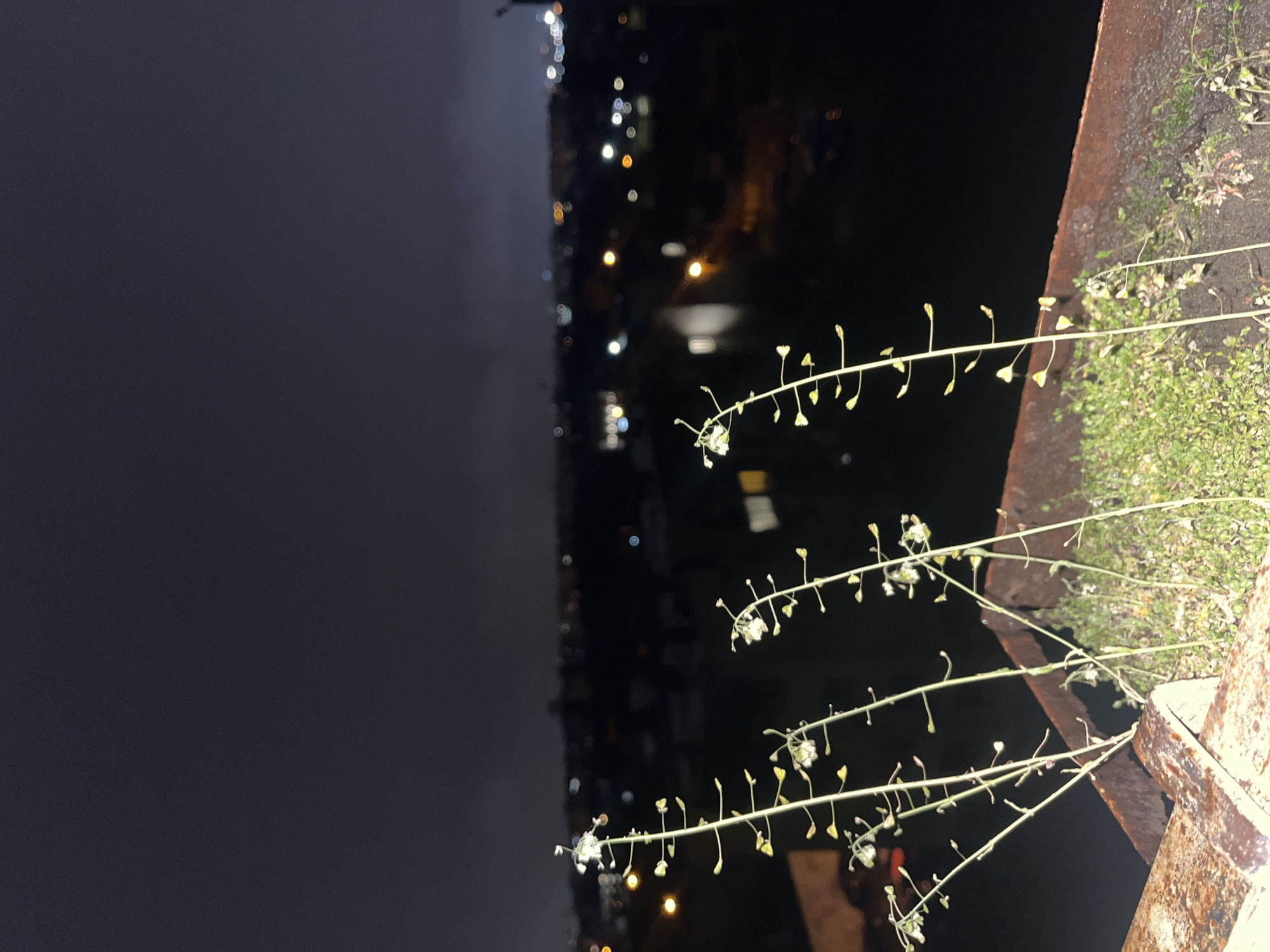 The image displays an elevated night view of Sofia, Bulgaria. In the foreground, four slender, light-green plants with small, pale flowers and buds grow from patches of green moss and soil. These plants are rooted within a prominent, rusty, dark brown and orange angular metallic structure. No individuals are visible in the scene. The background reveals a heavily blurred urban landscape at night, characterized by numerous out-of-focus artificial lights, predominantly white, yellow, and orange, indicating streetlights and building illumination across the city. The sky above the cityscape is dark and appears overcast.