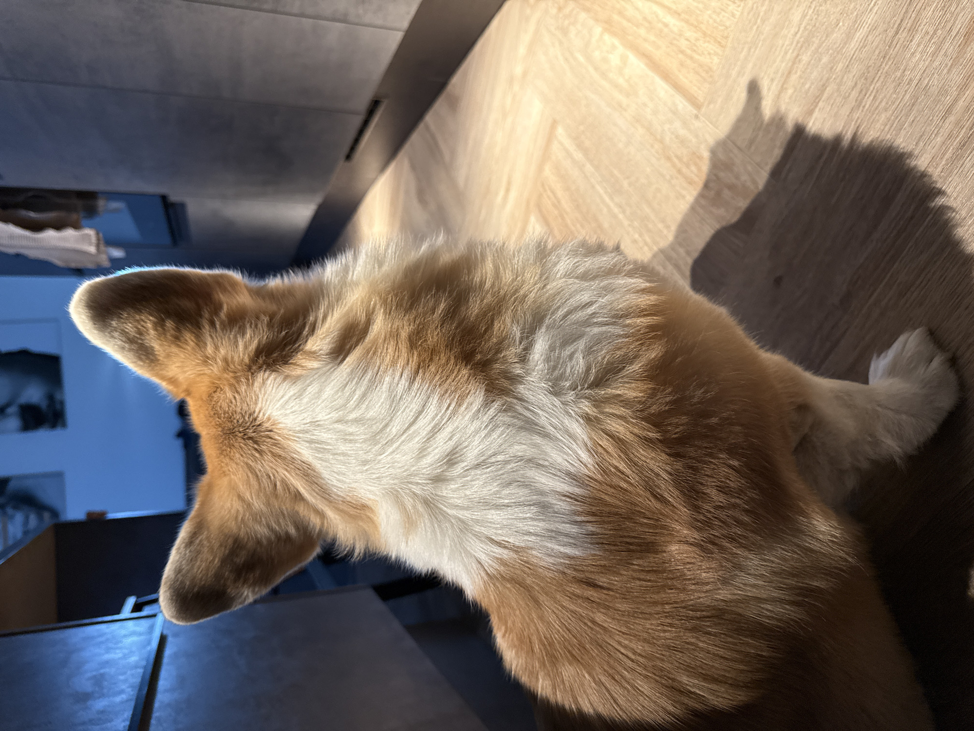 A ginger and white corgi is lying on a herringbone wooden floor in an indoor setting. The scene is brightly lit, with a strong light source casting a shadow of the corgi's head and ears on the floor. The corgi's back and hind legs are visible, with the head facing left. The floor is adjacent to a gray cabinet or wall. The location in the city of Krasnoyarsk, Russia is not discernible from the image.