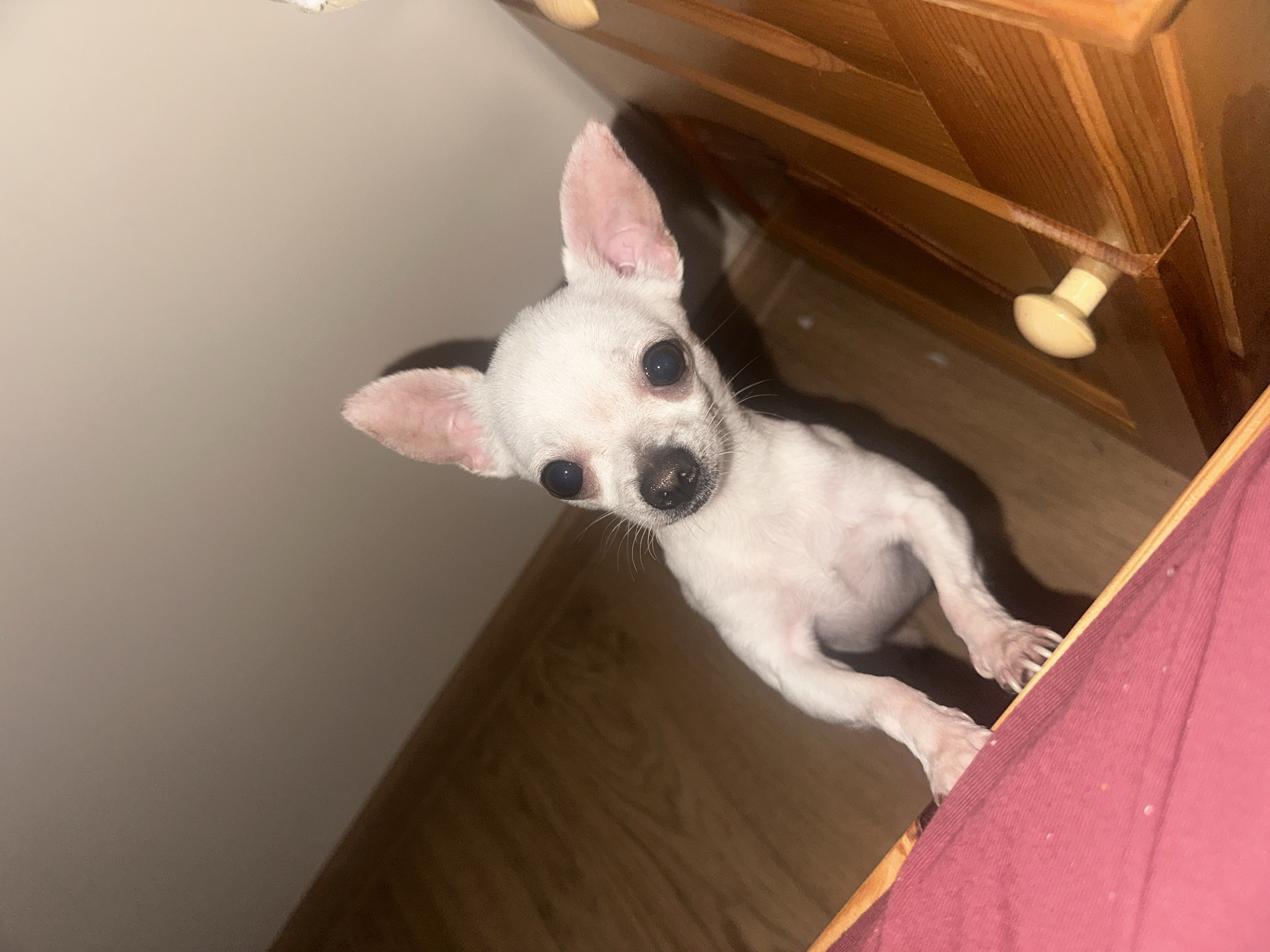 The specific location within the city of Chubra, Bulgaria, cannot be identified from the visual content of the image.
The scene depicts a small, white chihuahua dog in an indoor setting. The dog is positioned with its front paws resting on a dark red, textured fabric surface, which appears to be a raised barrier or edge, possibly part of a bed or couch. The dog is looking directly upwards towards the camera, with its head slightly tilted to its left. It has large, dark, reflective eyes, a small black nose, and erect, pointed ears with visible pink interior coloration. The fur is short and predominantly white. Behind the dog, a light brown wooden floor is visible, and the upper background consists of a plain, light-colored wall. To the right of the dog, part of a wooden furniture item, likely a dresser or cabinet, is visible, featuring a light-colored, mushroom-shaped knob. No people are present. The lighting suggests an artificial indoor source, casting some shadows.