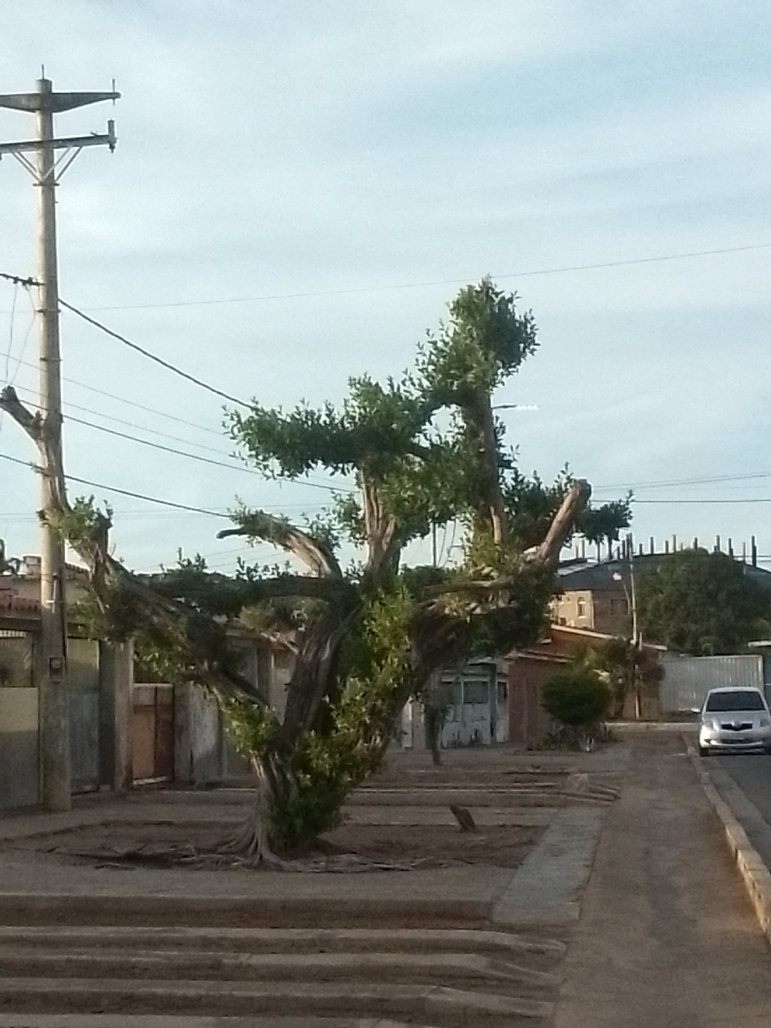 The image shows a street scene in Juan Griego, Venezuela. A large, heavily pruned tree is prominently featured in the foreground, positioned between the sidewalk and the street. The tree has a thick trunk and branches with some green foliage.
To the left of the tree is a concrete post supporting electrical wires. Beyond the tree are buildings, including residential structures with fences and corrugated metal siding.
To the right of the tree is a sidewalk and a street with a silver car parked on the side. The sky is overcast, and the overall lighting suggests it is either early morning or late afternoon.