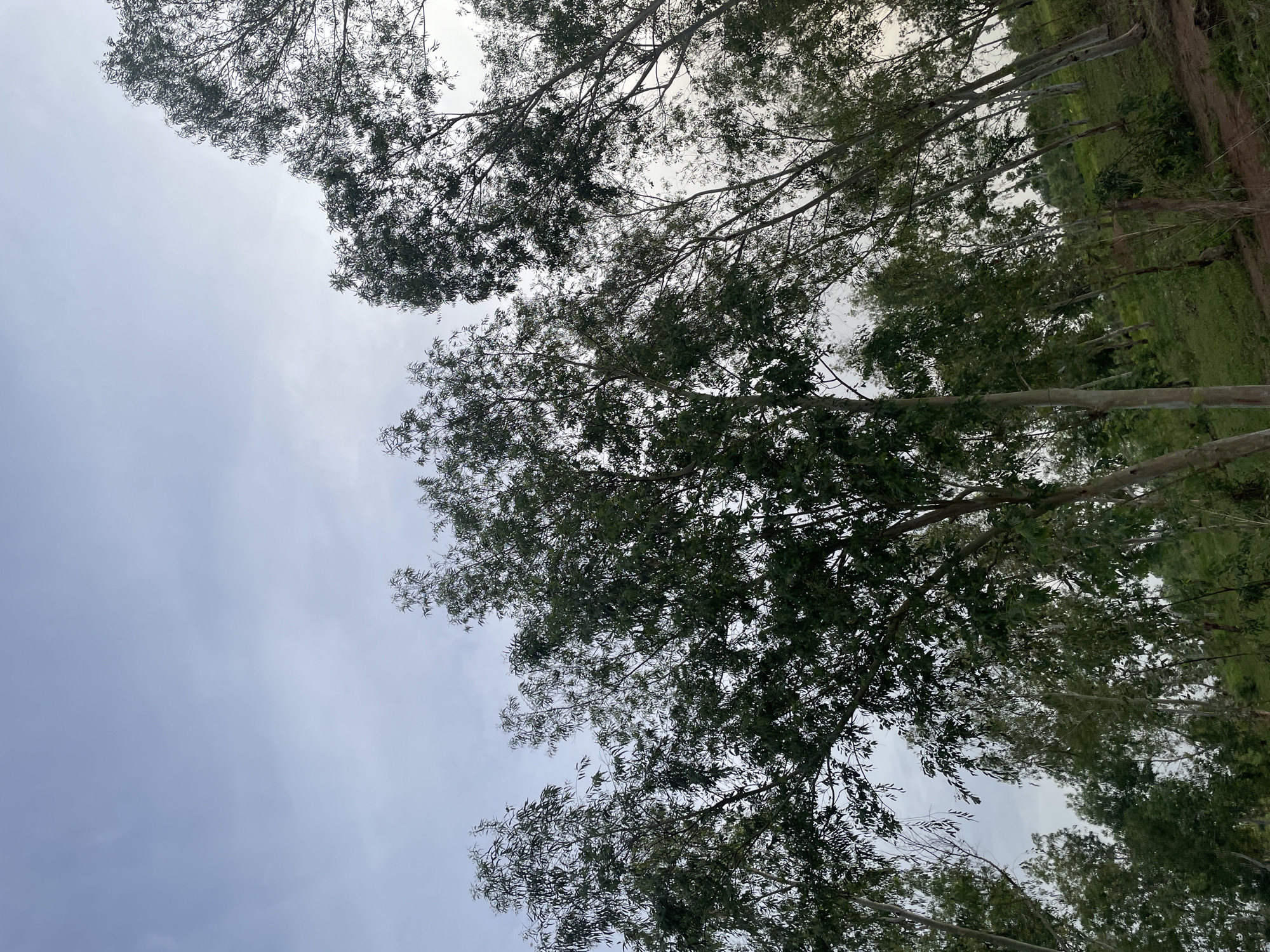 The image shows a sloped, grassy hillside covered in tall, slender trees with dense foliage. The sky above is overcast with a light blue hue. The trees are the dominant feature, with their branches extending upwards and outwards, obscuring parts of the sky. Some of the trees have pale, smooth bark. The ground is covered in green grass and some reddish-brown soil is visible. The overall impression is of a natural, undeveloped landscape. The location is Jauro Yinu, Nigeria.