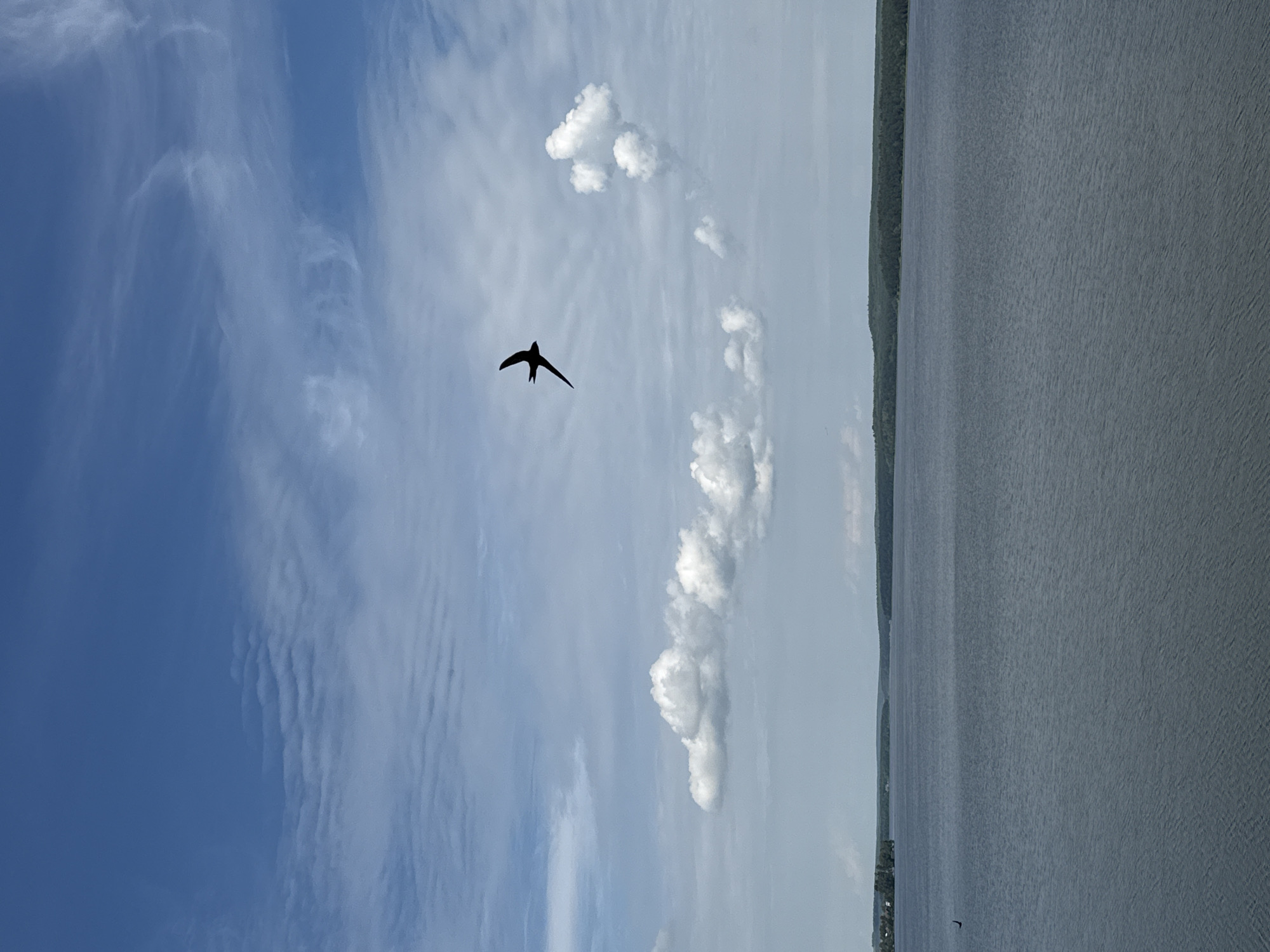 This media file depicts a scenic view of a body of water, likely a lake or river, with a treeline visible along the distant shore. A lone bird is silhouetted against a bright, partly cloudy sky. The sky features wispy cirrus clouds and more defined cumulus clouds, suggesting fair weather. The sun appears to be casting light from the right, creating subtle shadows and highlights on the water's surface, which is slightly rippled. The overall impression is one of a calm, natural landscape. The time of day appears to be daytime, given the brightness of the sky. No visible text is present. The location context provided is Votkinsk, Russia.