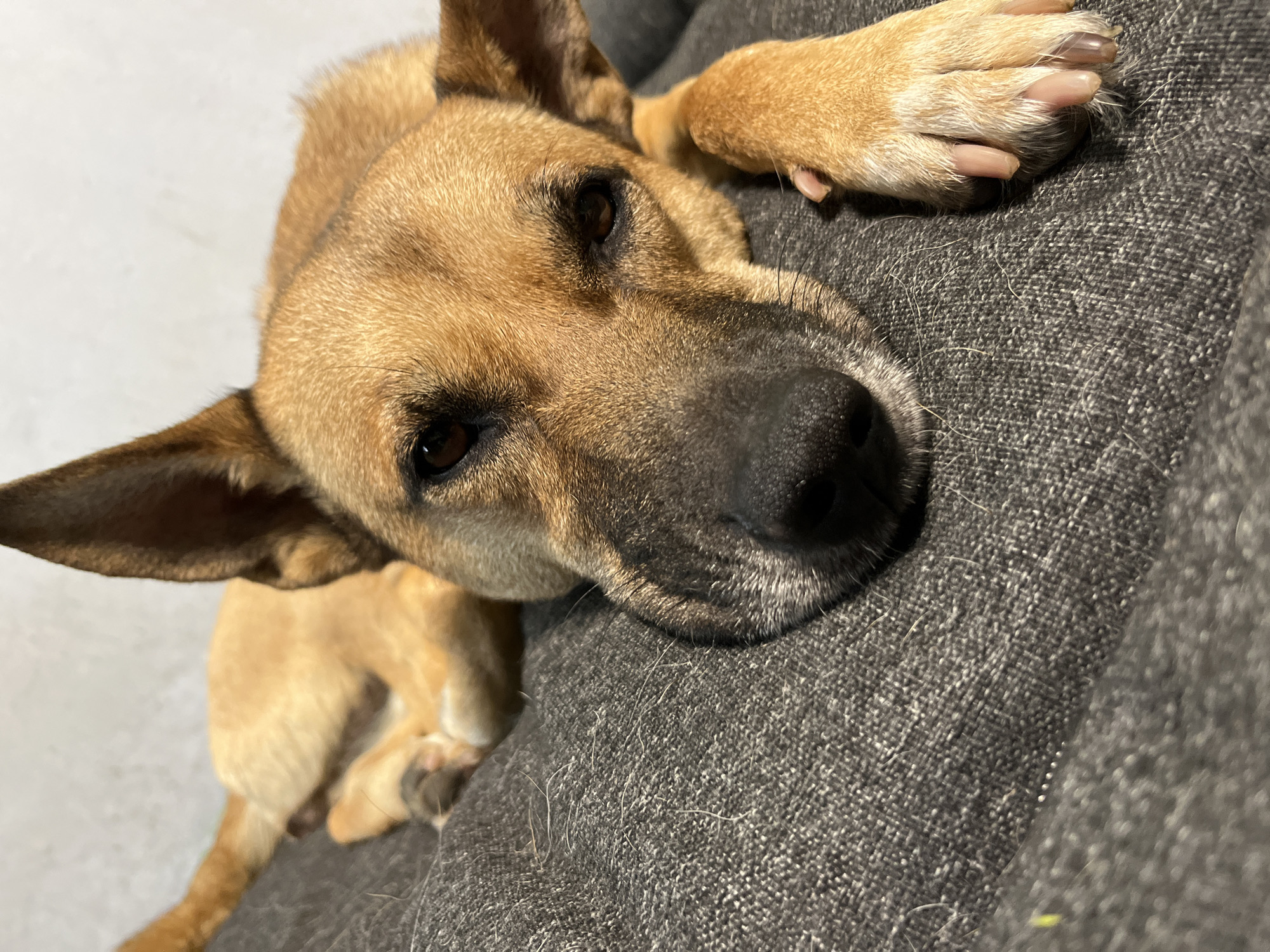A medium shot captures a tan-colored dog resting on a dark gray, textured surface, likely a piece of furniture. The dog's head is angled downwards, with its eyes open and looking towards the camera. Its ears are perked upwards. One of its paws is visible in the foreground, resting on the surface. The background is out of focus, showing a light-colored wall. The image does not contain any information about the city of Nizhny Tagil, Russia, or any specific location. The scene is forensic and matter-of-fact, focusing solely on the visual elements present.