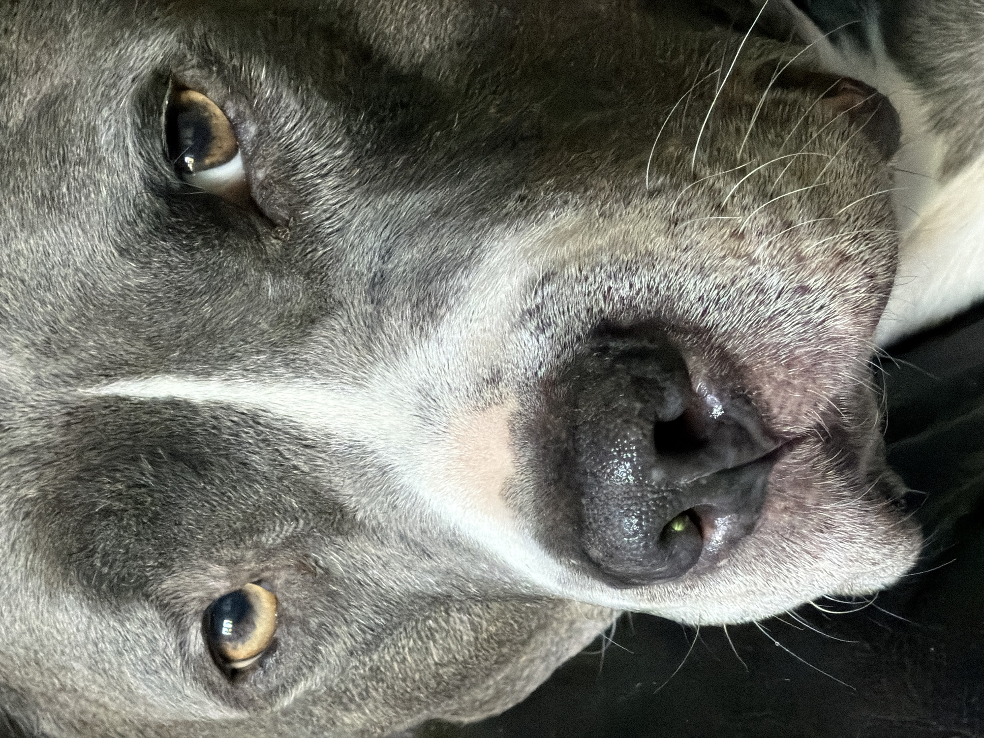 The image shows a close-up of a grey pitbull dog's face. The dog is lying down. Its eyes are open and looking towards the viewer. The dog has a black nose and white markings on its face. The dog's fur appears short and smooth. There is no indication that the image was taken in Esch-sur-Alzette, Luxembourg.