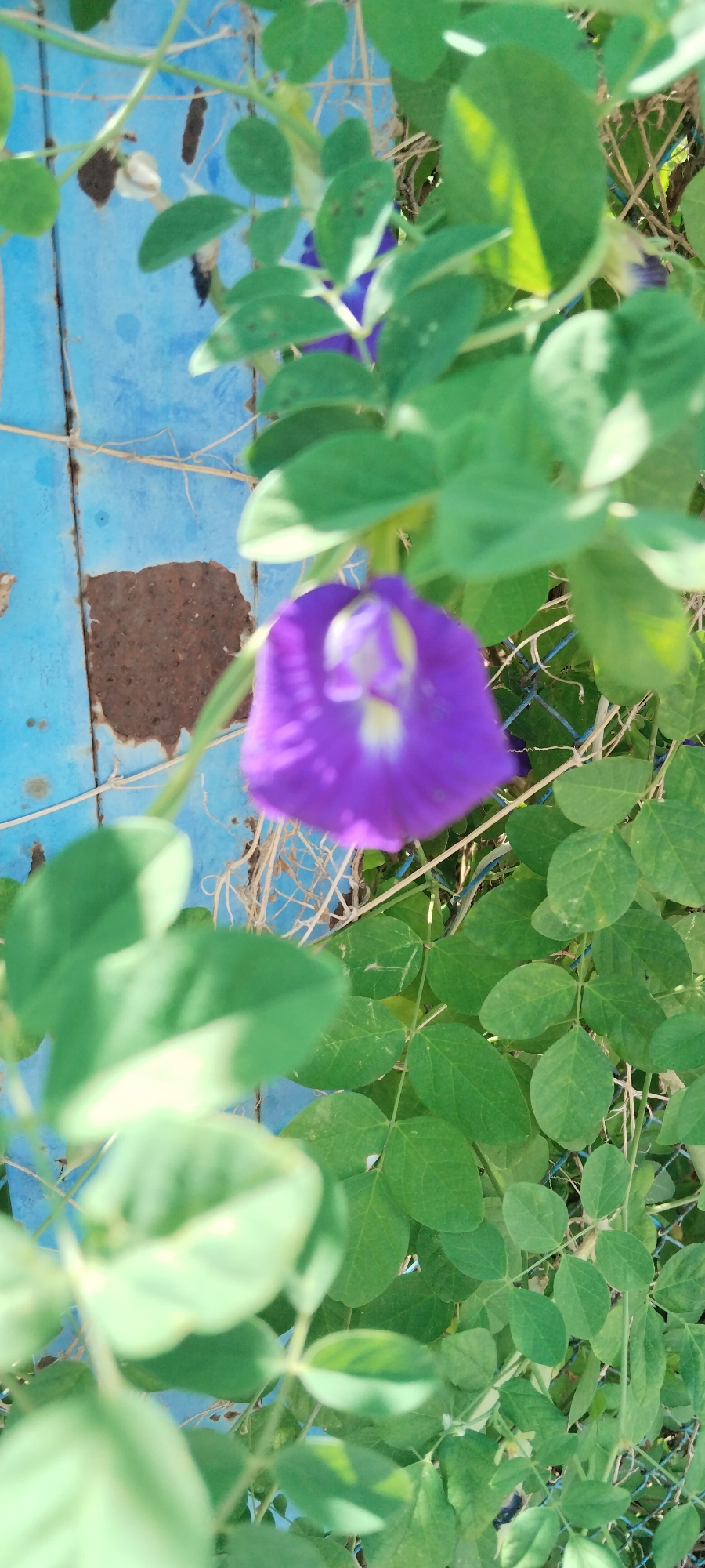 The image captures a close-up view of a vibrantly purple flower, likely a butterfly pea flower, blooming amidst lush green foliage. The flower is the central focus, its petals unfurling delicately with hints of yellow and white in its center. Behind the plant, a portion of a weathered, bright blue surface is visible, possibly a wall or a fence, showing patches of rust and decay. The background is a soft blur of more green leaves and thin, dry tendrils, suggesting an outdoor setting. The lighting appears natural, casting soft shadows and highlighting the textures of the leaves and petals. The image evokes a sense of natural beauty against a somewhat aged backdrop. The scene is consistent with a garden or a naturalized area within the city of Ungaran, Indonesia, where such flora and weathered structures are common.