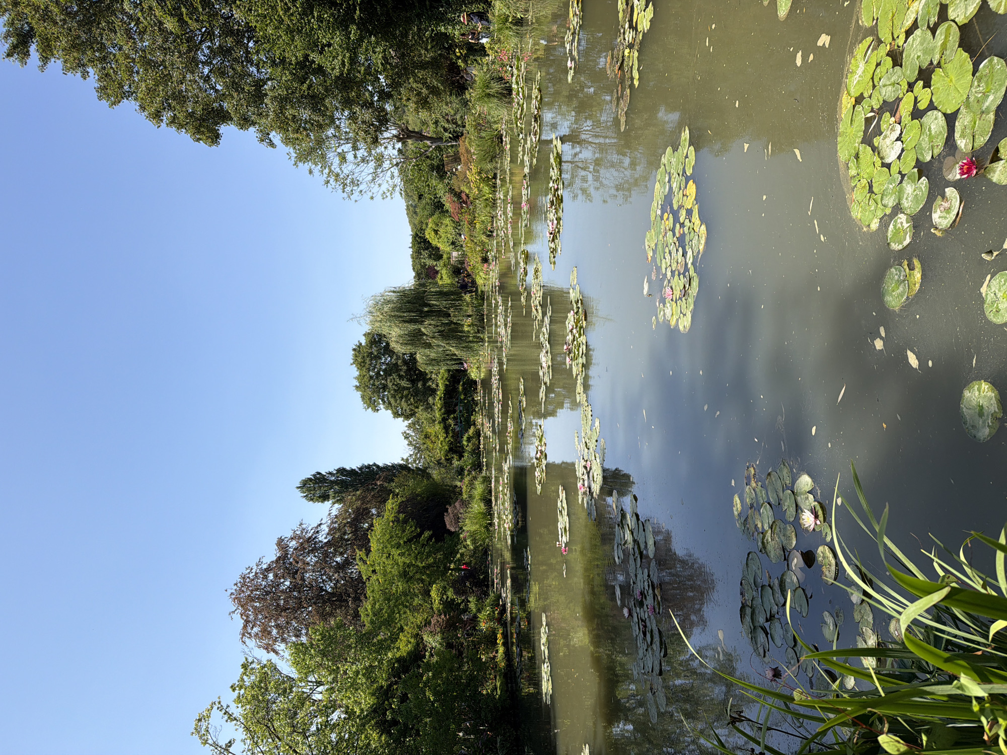 The image depicts a tranquil pond filled with lily pads and a few blooming water lilies. The water is a murky green, reflecting the clear blue sky and the surrounding lush greenery. Tall trees line the edges of the pond, with a weeping willow prominently featured on the left side. In the background, more trees and flowering plants create a vibrant, cultivated garden scene. The overall impression is one of a serene, picturesque garden. This scene is characteristic of Claude Monet's gardens in Giverny, France, particularly the water lily pond that inspired many of his famous paintings.
