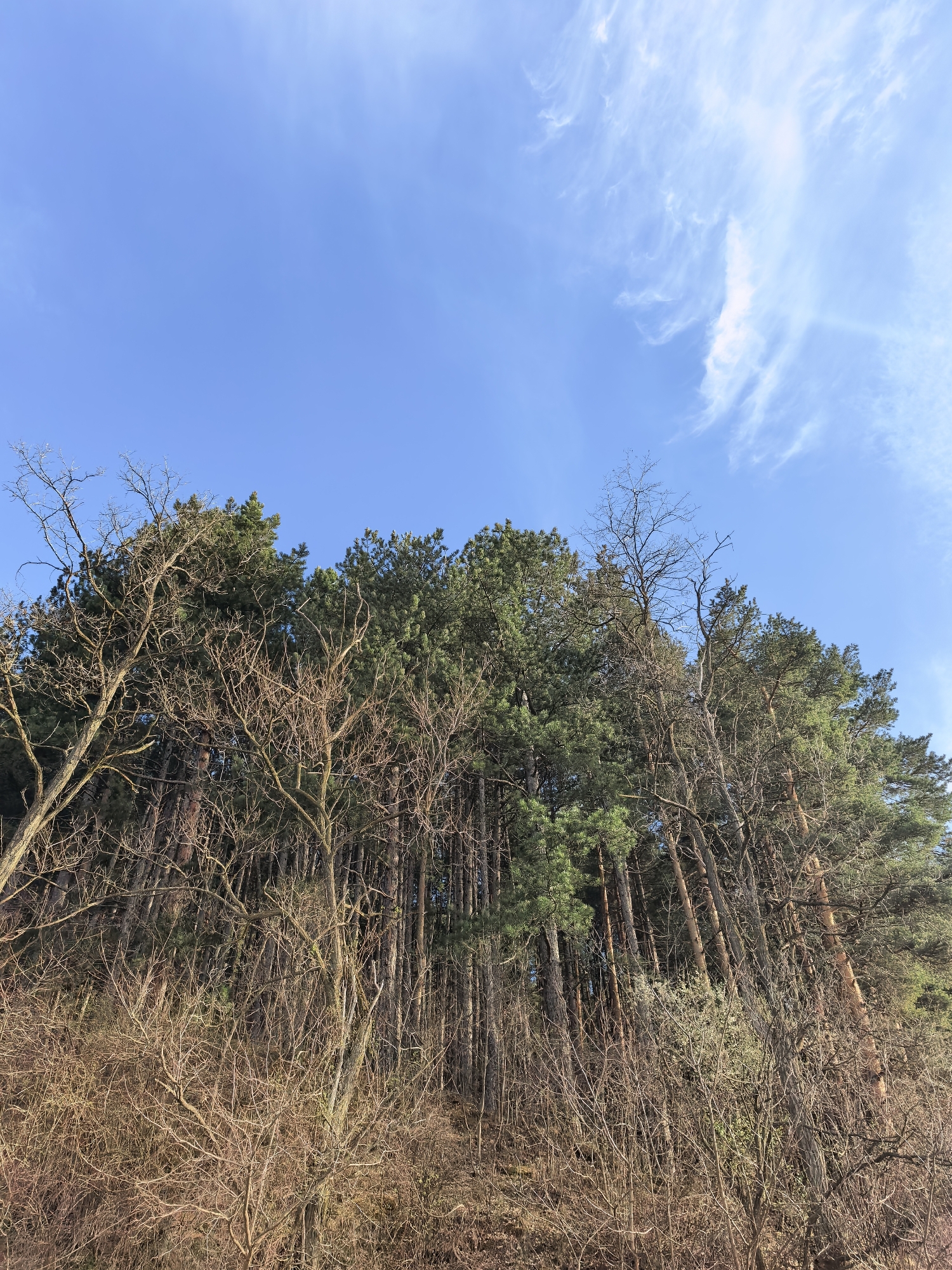 The image shows a forest against a blue sky with wispy clouds. The trees in the forest vary in type, with some being evergreen and others appearing to be deciduous with bare branches. The forest floor is covered in brush and small trees, also with bare branches, suggesting it may be late fall or winter. The location is Unknown, Unknown.
