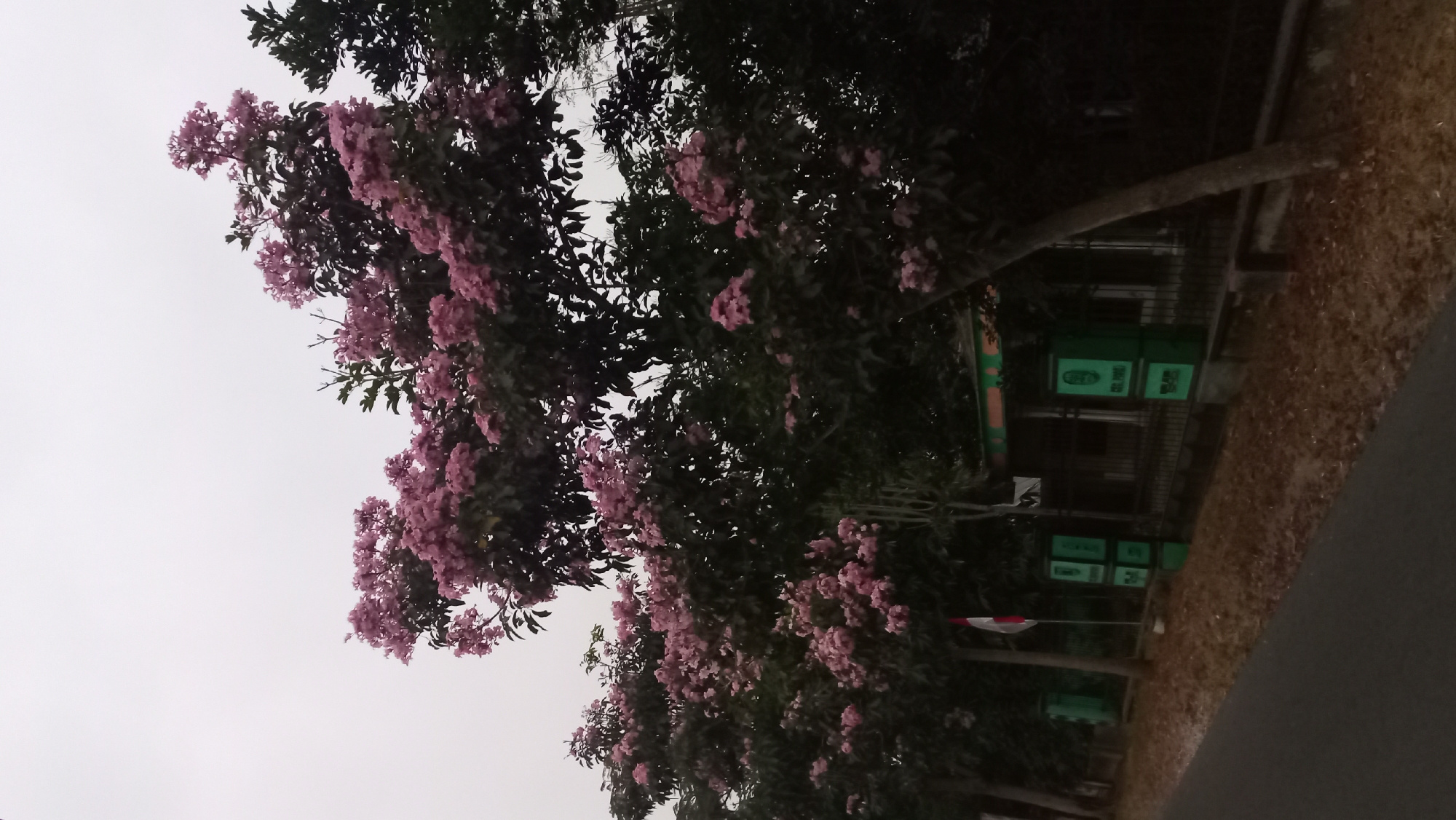 The image depicts a street scene in Pare, Indonesia, on an overcast day. The foreground features a paved road with dry leaves scattered along its edge. To the right of the road, a line of trees with abundant pink flowers is prominently displayed, some reaching into the upper frame. Behind the trees, a low fence encloses a building with a green and orange trim, and several green pillars with embossed markings. A flagpole with the Indonesian flag is visible to the left of the building. The overall atmosphere is muted due to the cloudy sky. No people or animals are visible in the frame.