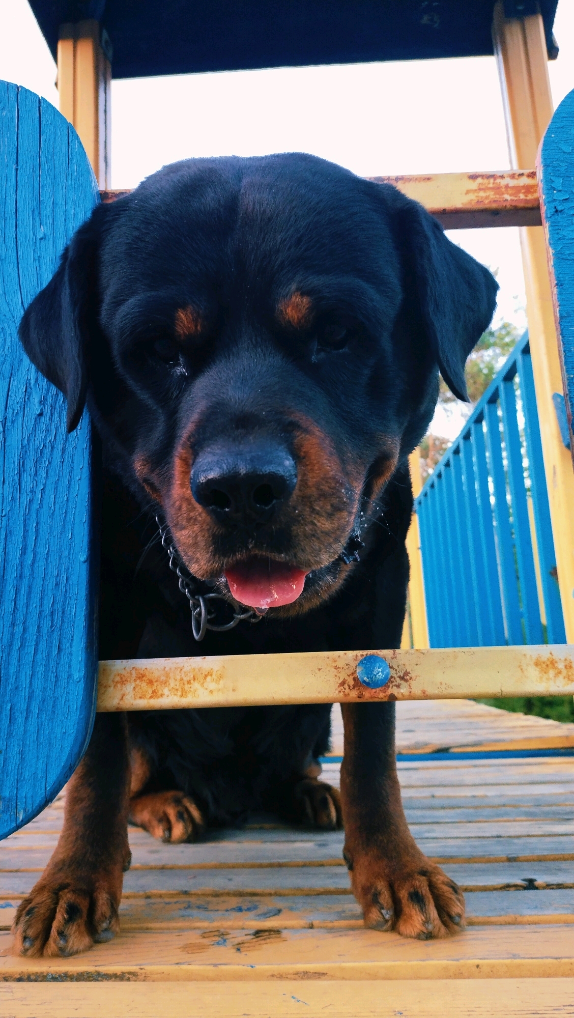 A Rottweiler dog is pictured up close, sitting on a wooden structure that appears to be part of a playground in Horishni Plavni, Ukraine. The dog's head is central to the frame, with its black and tan fur clearly visible. Its mouth is slightly open, with its pink tongue protruding and some saliva visible. The dog is wearing a metal chain collar. The background consists of brightly colored playground equipment, including blue and yellow wooden planks and blue metal railings. The lighting suggests it is daytime, possibly overcast. The wooden planks beneath the dog are weathered and show signs of wear.