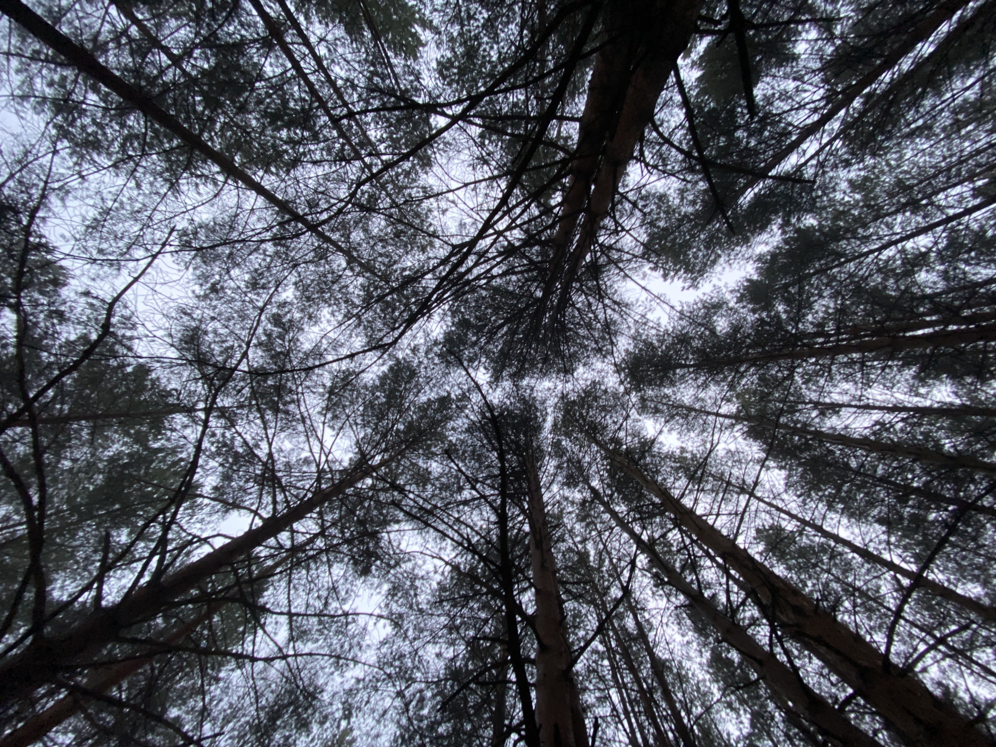 The image is a low-angle shot of a forest canopy. Tall, slender trees with dark trunks and branches stretch upwards, filling most of the frame. The branches intertwine and create a dense network against the overcast sky. The leaves are sparse and dark, adding to the overall somber mood. The location is unspecified and there are no visible people, subjects, objects, actions, or interactions in the image beyond the natural environment. The specific location in the city of Chaikovsky, Russia, cannot be determined from the image.