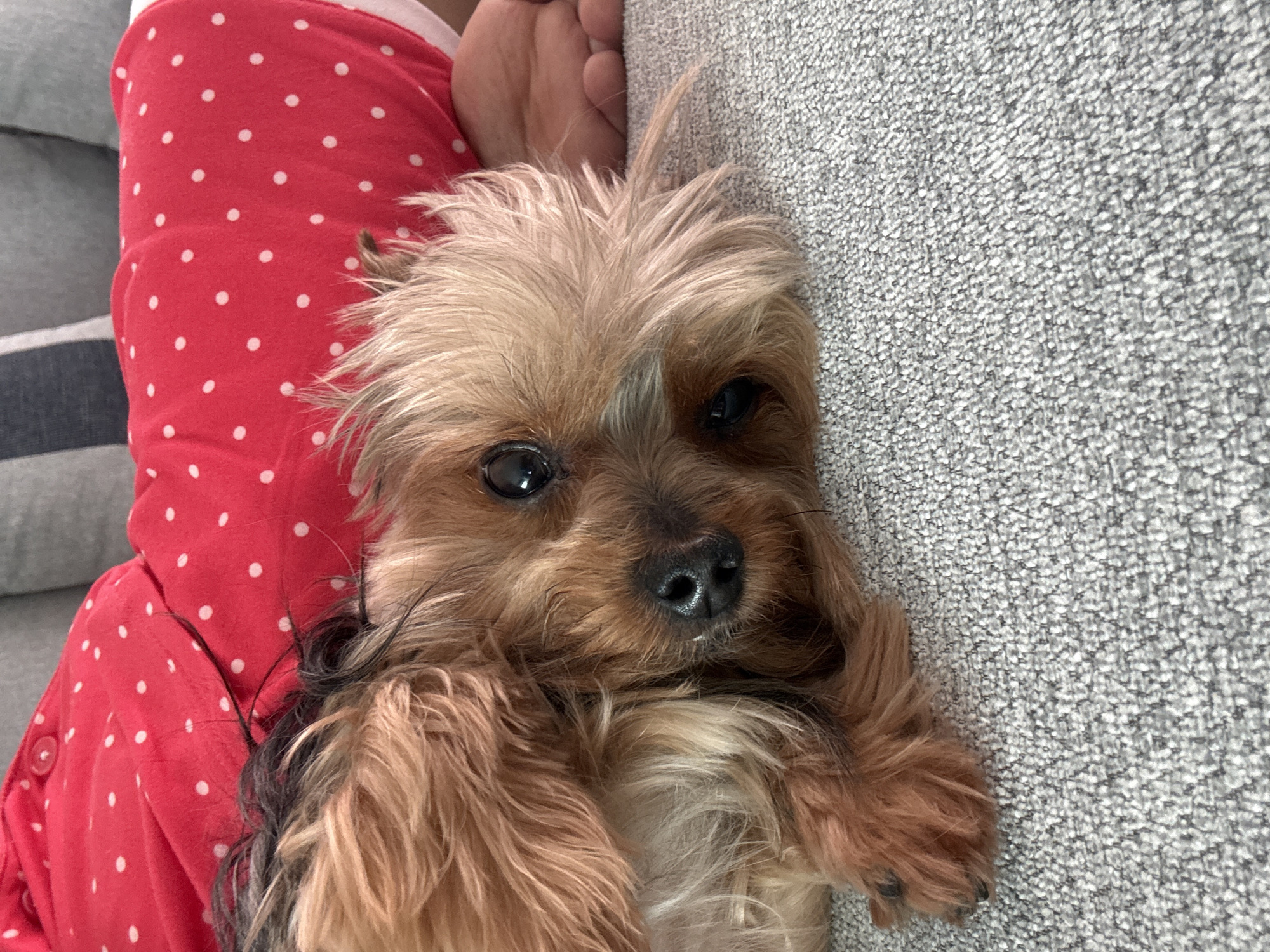 The scene is an indoor, domestic setting in San Bernardino Tlaxcalancingo, Mexico. A small, long-haired canine, consistent with a Yorkshire Terrier breed, is positioned prominently in the foreground, lying on a light grey, tightly woven textured surface, likely a sofa or carpet. The dog has a mix of tan/brown and dark brown/black fur, with lighter fur around its muzzle and ears. Its dark eyes are open and directed towards the viewer, and its black nose appears moist. Its head is tilted slightly. Behind the dog, the lower torso and legs of a human are visible, clad in red pajamas adorned with white polka dots. A bare human foot, specifically the right foot with toes visible, rests on the grey surface to the right of the dog's head. The human is in a reclined or seated position. Blurred grey elements in the upper background suggest additional furniture or cushions. The overall lighting is even and consistent with indoor illumination.