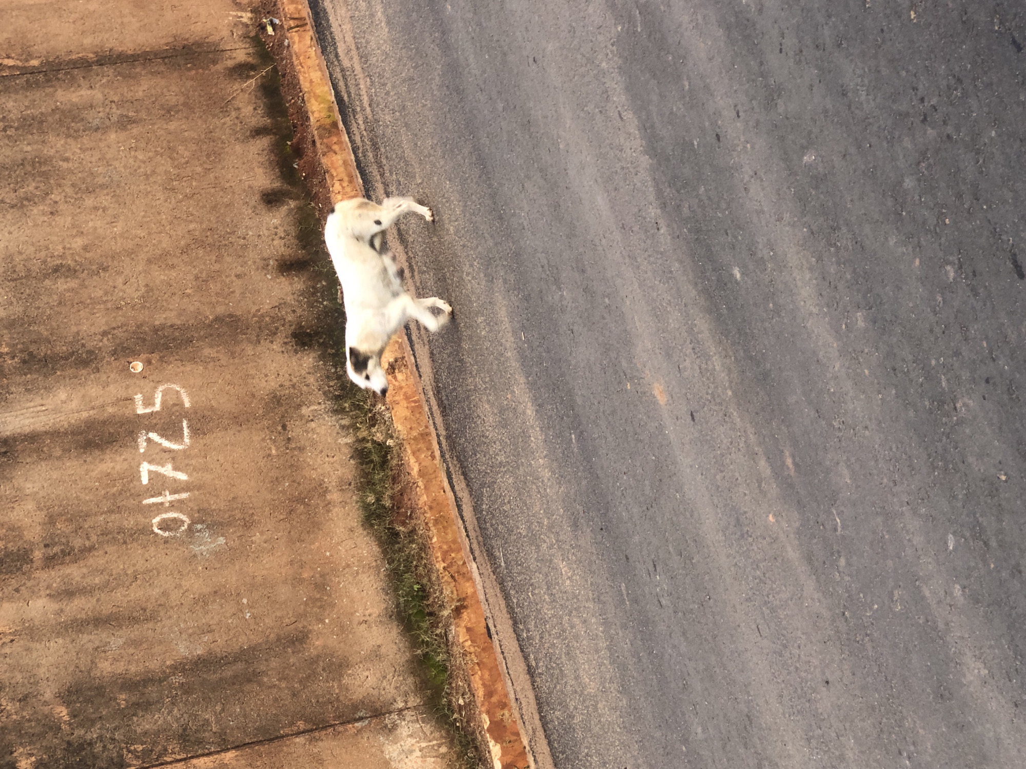 The image shows a street scene with a dog walking on the asphalt. In the background, there is a weathered concrete wall with some chalk markings that appear to be the numbers "01725". The wall is stained and textured, with some patches of moss and dirt. A curb with reddish-brown dirt and some sparse green grass separates the wall from the street. The dog is white with some black markings on its head and a black spot on its hindquarters. It is walking from left to right across the frame. The lighting suggests it is daytime, possibly late afternoon, with shadows cast on the road. The overall impression is that of a quiet, possibly rural or semi-urban street. The location mentioned, Bar Jirgi Summa, Nigeria, is not directly inferable from the visual elements of the image itself, as there are no explicit landmarks or signs indicating this specific place.