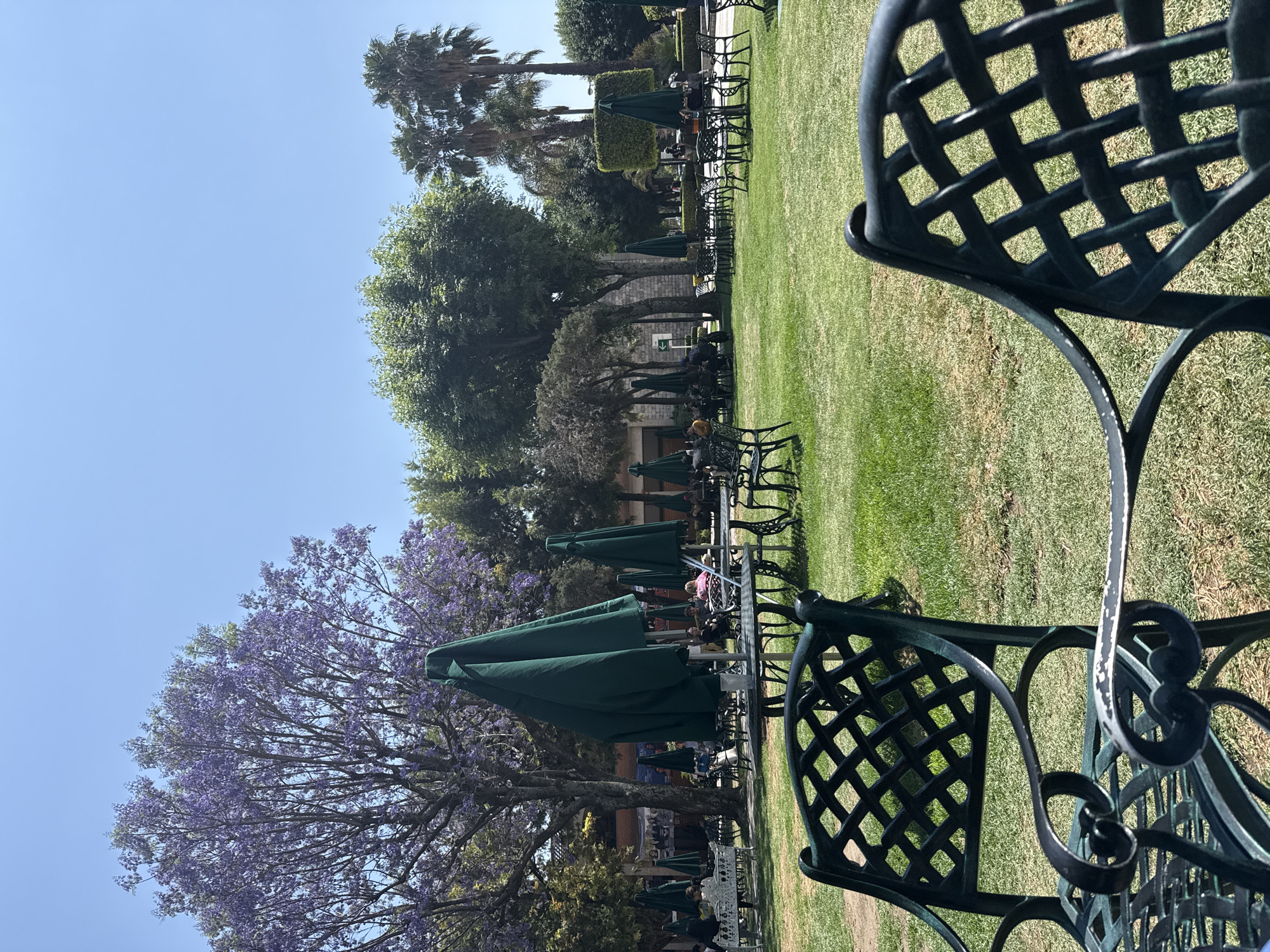 The image shows an outdoor seating area on a grassy lawn. Several dark green metal tables and chairs are arranged under dark green umbrellas. A large tree with purple blossoms is visible on the left side of the frame. In the background, there are more trees, including palm trees, and a building. The sky is clear and blue. The location is San Andrés Cholula, Mexico. People are seated at some of the tables.
