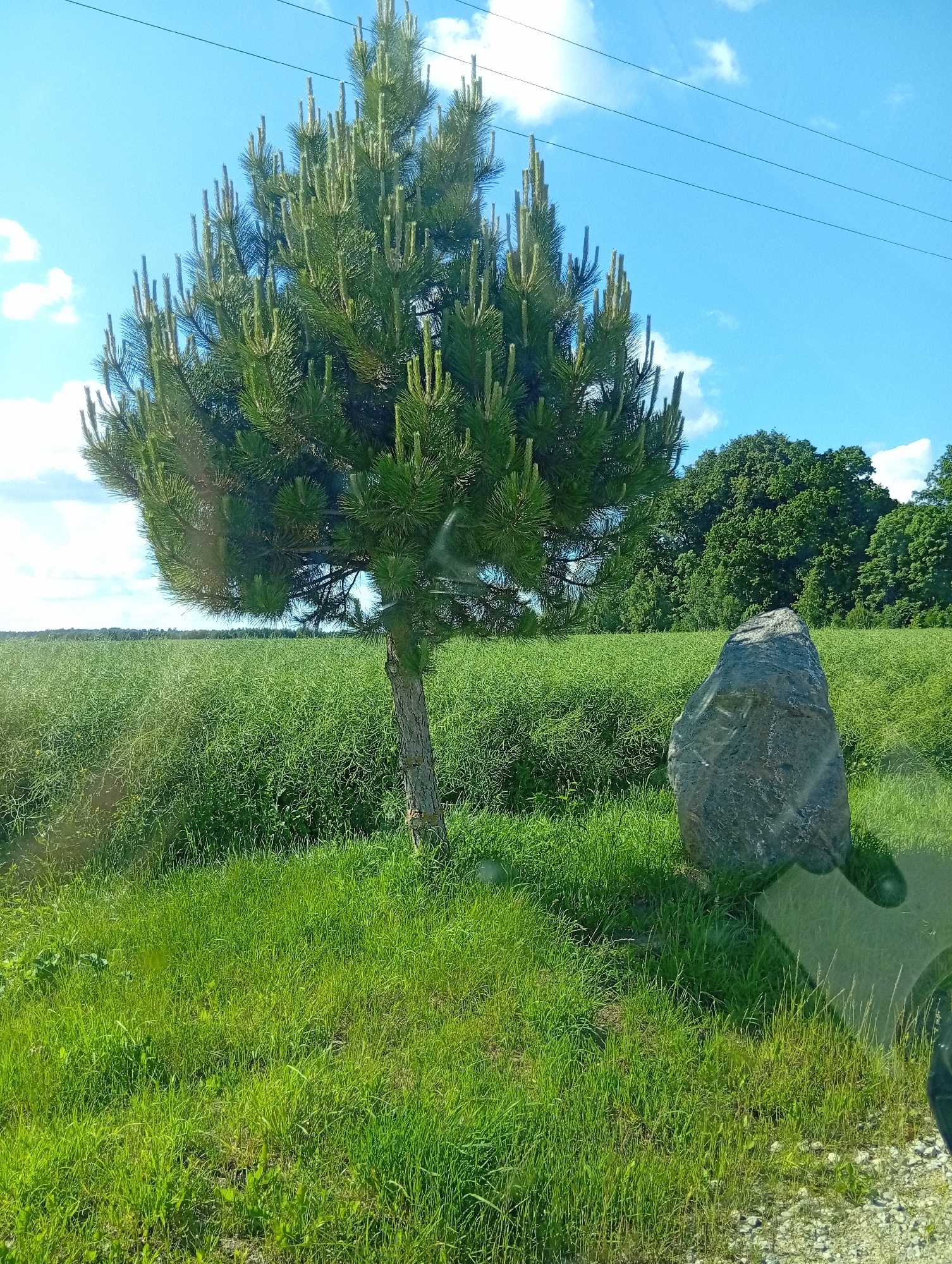 The image depicts an outdoor scene in Micaičiai, Lithuania. In the foreground, lush green grass covers the ground, with a prominent, tall, grey rock situated to the right. Behind the grass and rock, a field of green plants, likely a crop, extends into the mid-ground. A young pine tree stands to the left of the rock and crop. In the background, a dense line of trees forms a dark green border against the sky, which is blue with scattered white clouds. Power lines are visible horizontally across the upper portion of the sky. There are no people or animals visible in the image, and no discernable actions or interactions are occurring. The overall environment is natural and rural.