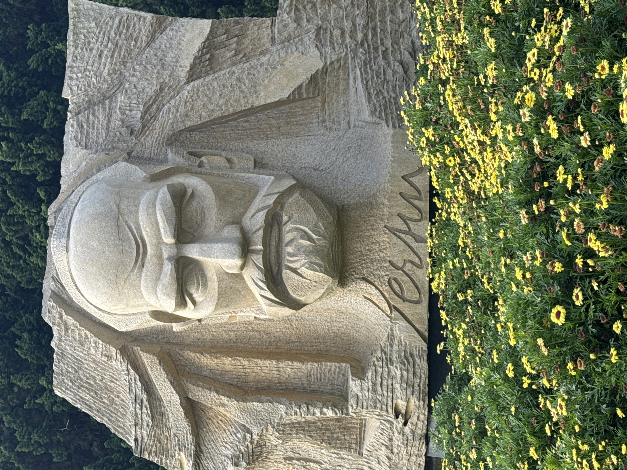 This image captures a large, vertically oriented stone sculpture, likely an outdoor monument or art piece, set in Da Lat, Vietnam. The central subject is a stylized human head, carved in relief from light-colored stone, depicting a serene or contemplative expression. The sculpture features a distinctive chiseled texture, particularly on the abstract elements surrounding the head that suggest drapery or part of a garment.
Beneath and to the right of the carved head, the name "Yersin" is clearly inscribed into the stone. To the right of the sculpture, a dense bed of small yellow flowers with vibrant green foliage fills a significant portion of the frame. These daisy-like flowers are mostly in bloom, though some exhibit brown centers or petals, indicating varying stages of bloom. In the background, particularly visible in the upper and lower left sections of the image, are dark green coniferous trees or dense foliage, providing a natural setting.
The scene is bathed in bright daylight, suggesting a sunny day with clear skies. No specific activity is taking place; it's a static depiction of the monument and its surroundings. The overall impression is one of peaceful reverence, likely for the figure of Yersin.