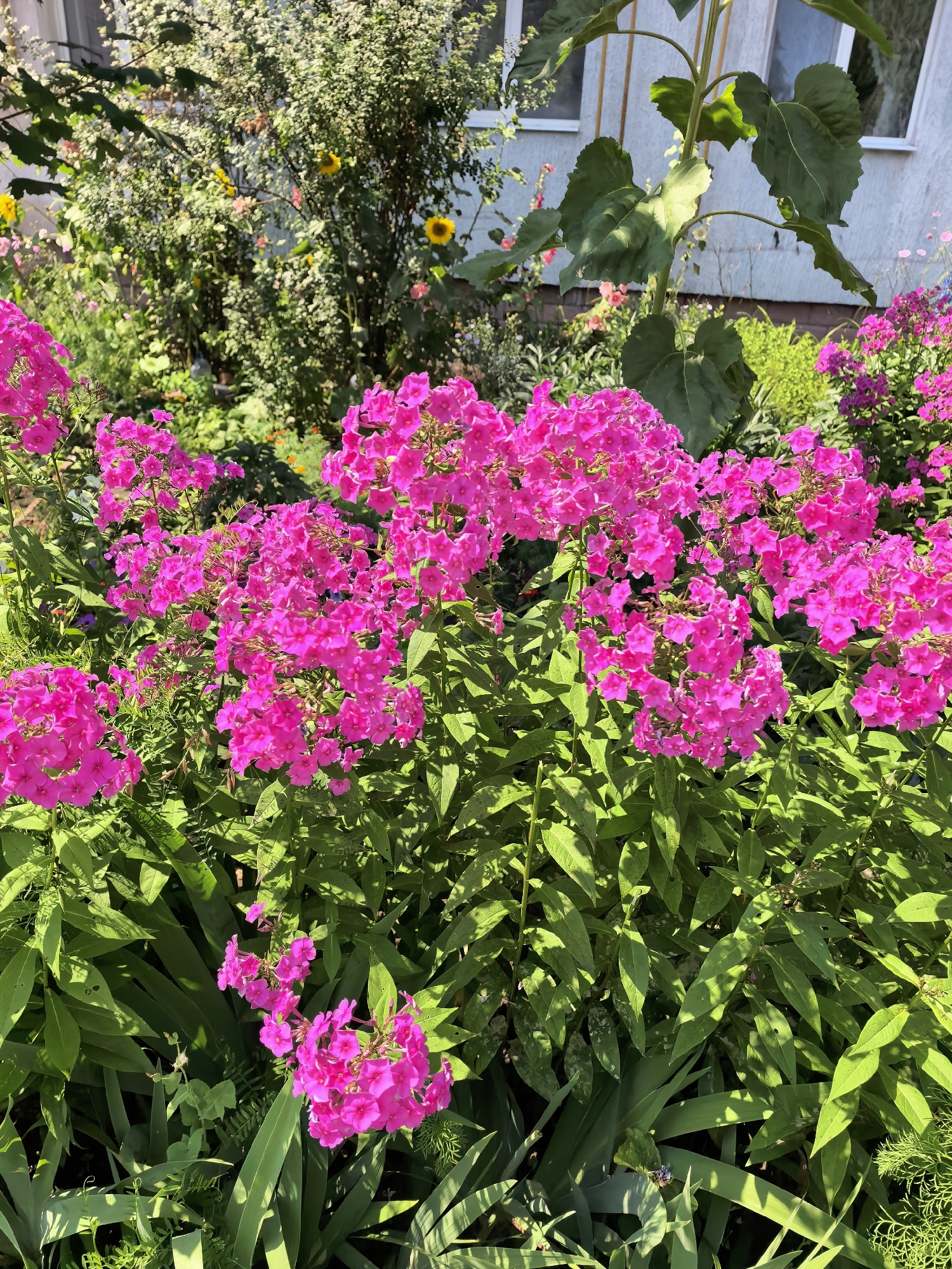 In Sterlitamak, Russia, a close-up shot captures a vibrant cluster of bright pink phlox flowers in full bloom. The phlox are the primary focus, filling the foreground and midground with their dense, clustered petals. Behind them, green foliage creates a lush backdrop. A tall sunflower with large green leaves is visible in the upper right portion of the frame, its stalk extending upwards. A building with windows is also partially visible behind the sunflower and other vegetation. The scene is bathed in sunlight, casting shadows and highlighting the textures of the leaves and flowers.