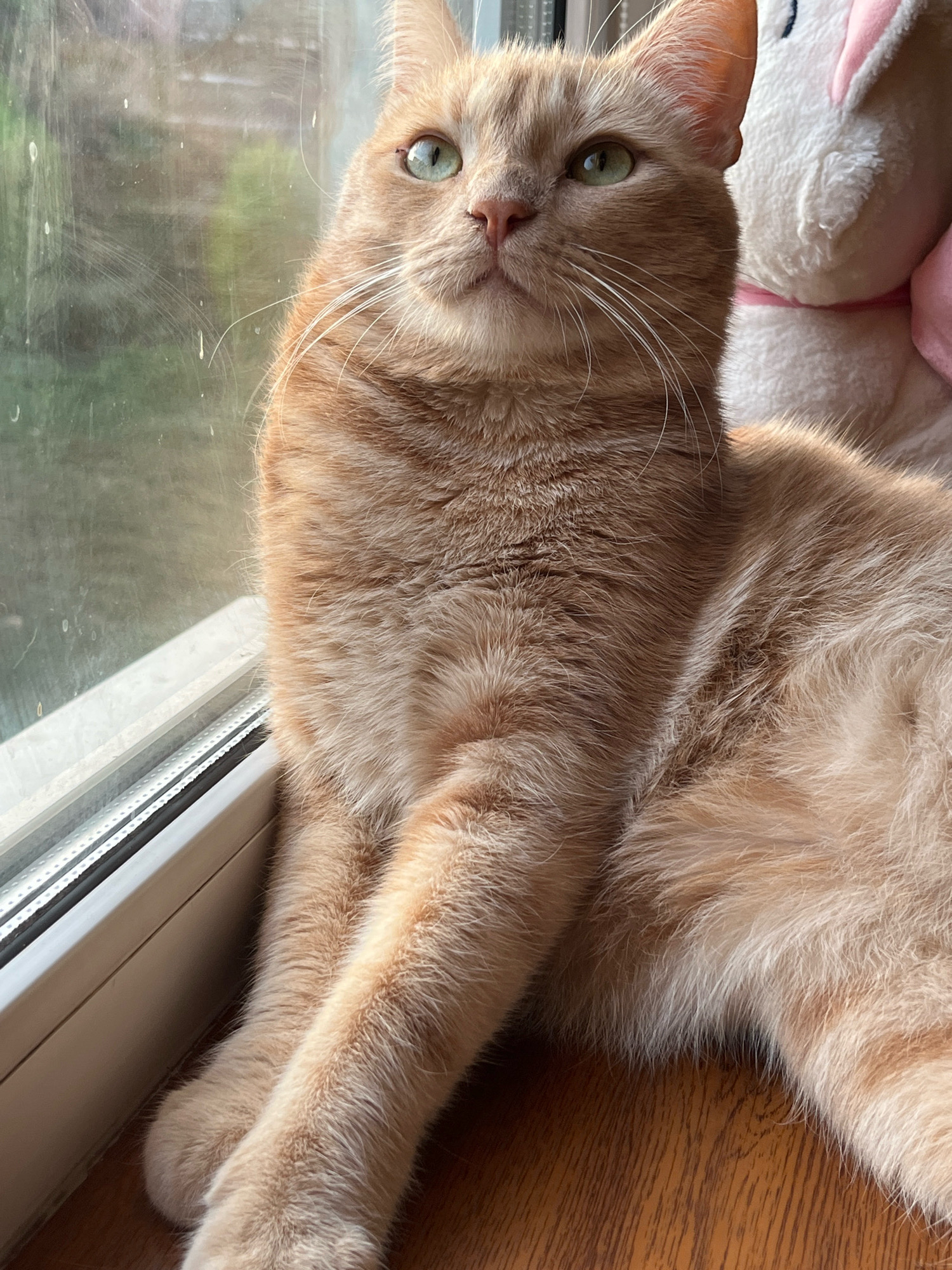 An orange tabby cat with green eyes sits on a wooden surface next to a window. A plush white rabbit with pink ears and a pink ribbon is visible in the background, partially obscuring the cat. The window pane has water droplets on it, and the background outside appears to be a blurred garden. The cat is facing upwards and to the left, with its front paws crossed.