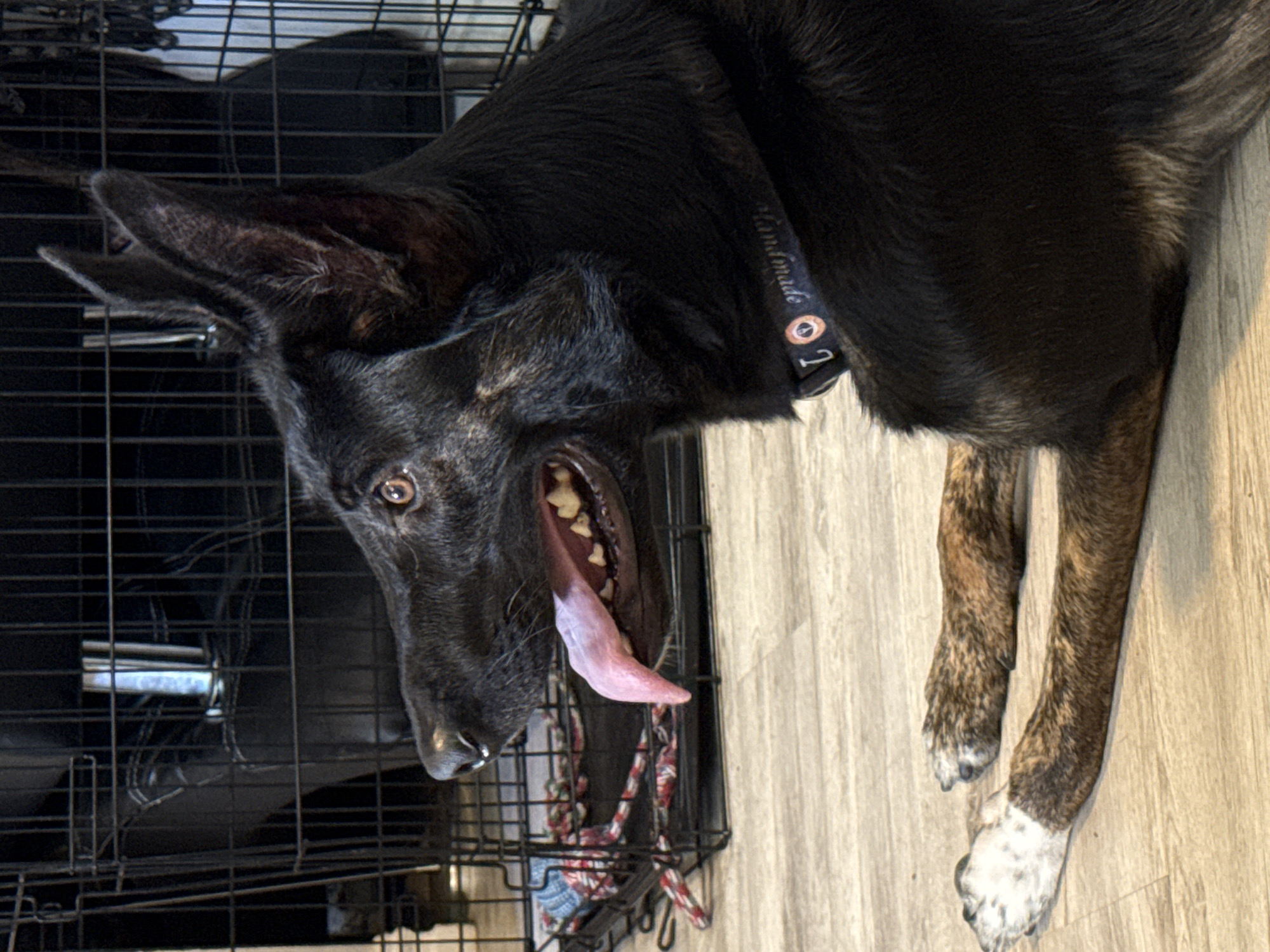 A black German Shepherd dog is lying on a wooden floor, with its head turned to the left. The dog is panting, with its tongue hanging out. Its ears are perked up. Behind the dog, a wire dog crate is visible. The dog is wearing a black collar with white lettering. In the foreground, the dog's front paws are visible. One paw is white with black spots, and the other is brindle-colored. The scene appears to be indoors, likely in a home. The specific location within Fort Worth, USA, cannot be determined from the image alone.
