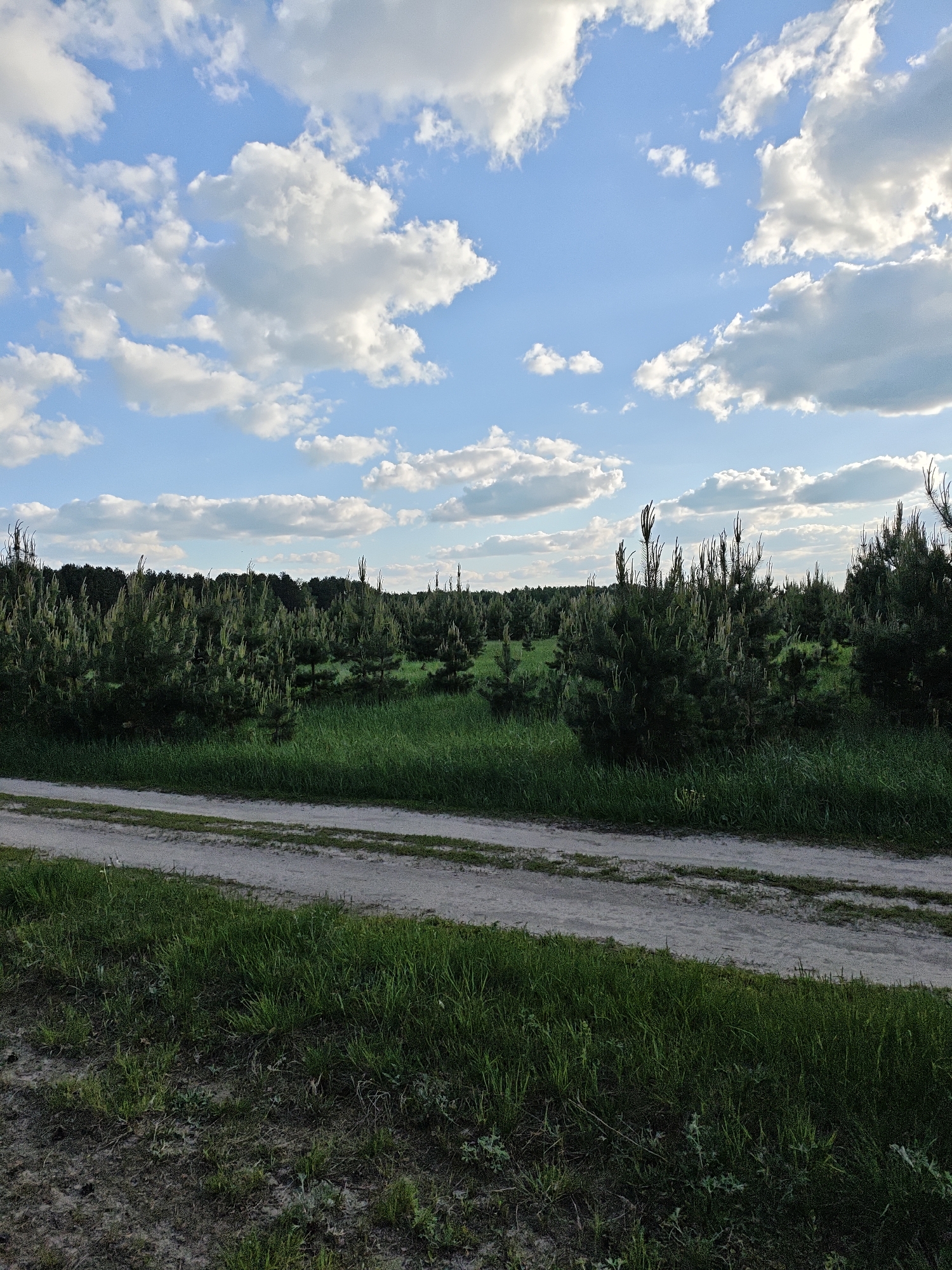 The image depicts a rural landscape in Заречье, Russia. A dirt road stretches across the foreground, flanked by grassy verges. Beyond the road, a field of young pine trees extends into the distance, receding towards a denser treeline. The sky is blue with scattered, puffy white clouds. There are no visible people, animals or other indications of activity.