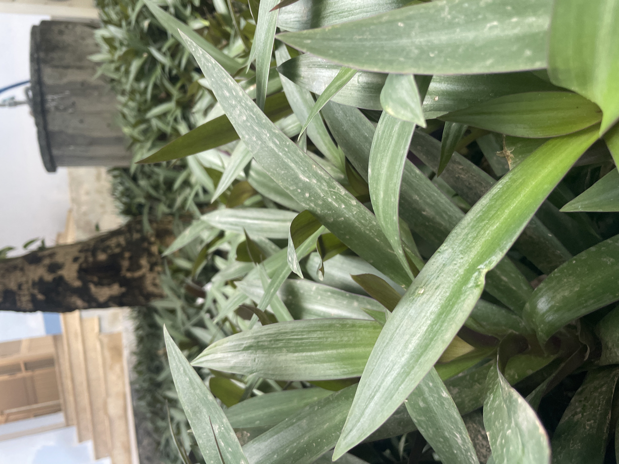 A low-angle, close-up shot of green, sword-shaped leaves of a plant, likely in a garden setting. The leaves are densely packed and overlap each other, with some appearing slightly faded or dusty. In the background, a tree trunk with dark bark is visible, along with a concrete well-like structure and stairs leading up to a building. The overall impression is of an outdoor, possibly urban environment with lush vegetation. The location is stated to be Nha Trang, Vietnam.