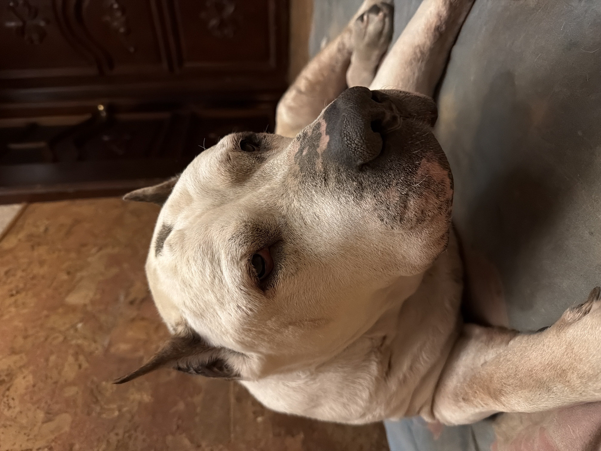 A close-up shot, taken from a low angle, features a white dog with black markings, lying on a gray surface. The dog's head is tilted towards the camera, emphasizing its large, black nose. Parts of the dog's paws are visible in the background. To the left, a dark, wooden cabinet is partially visible, and beneath the dog, the floor appears to be tiled. There is no evidence to suggest that this photograph was taken in Krasnoyarsk, Russia.