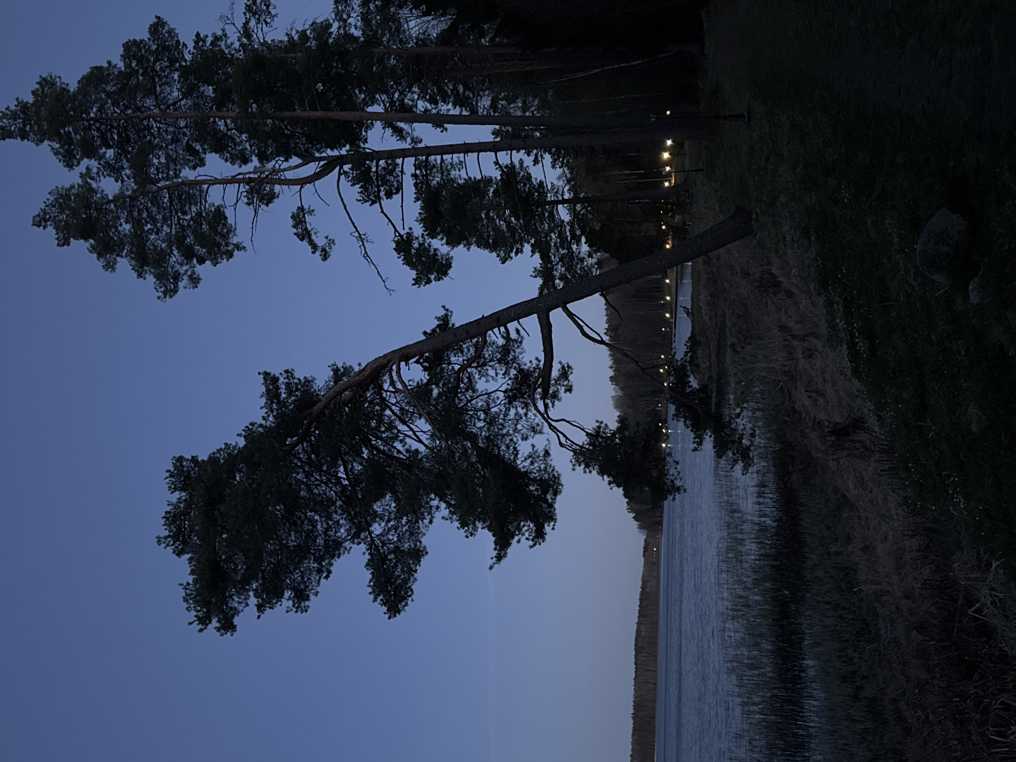 The image captures a twilight scene near a body of water, likely a lake, bordered by a grassy bank and trees. Several tall pine trees dominate the left side of the frame, their silhouettes dark against the fading blue sky. Along the edge of the water, a series of small, illuminated lights create a dotted line in the distance. The grassy bank is covered with vegetation. The location is suggested to be in the city of Aleksandrovka, Russia. There is no evidence of people in the scene.