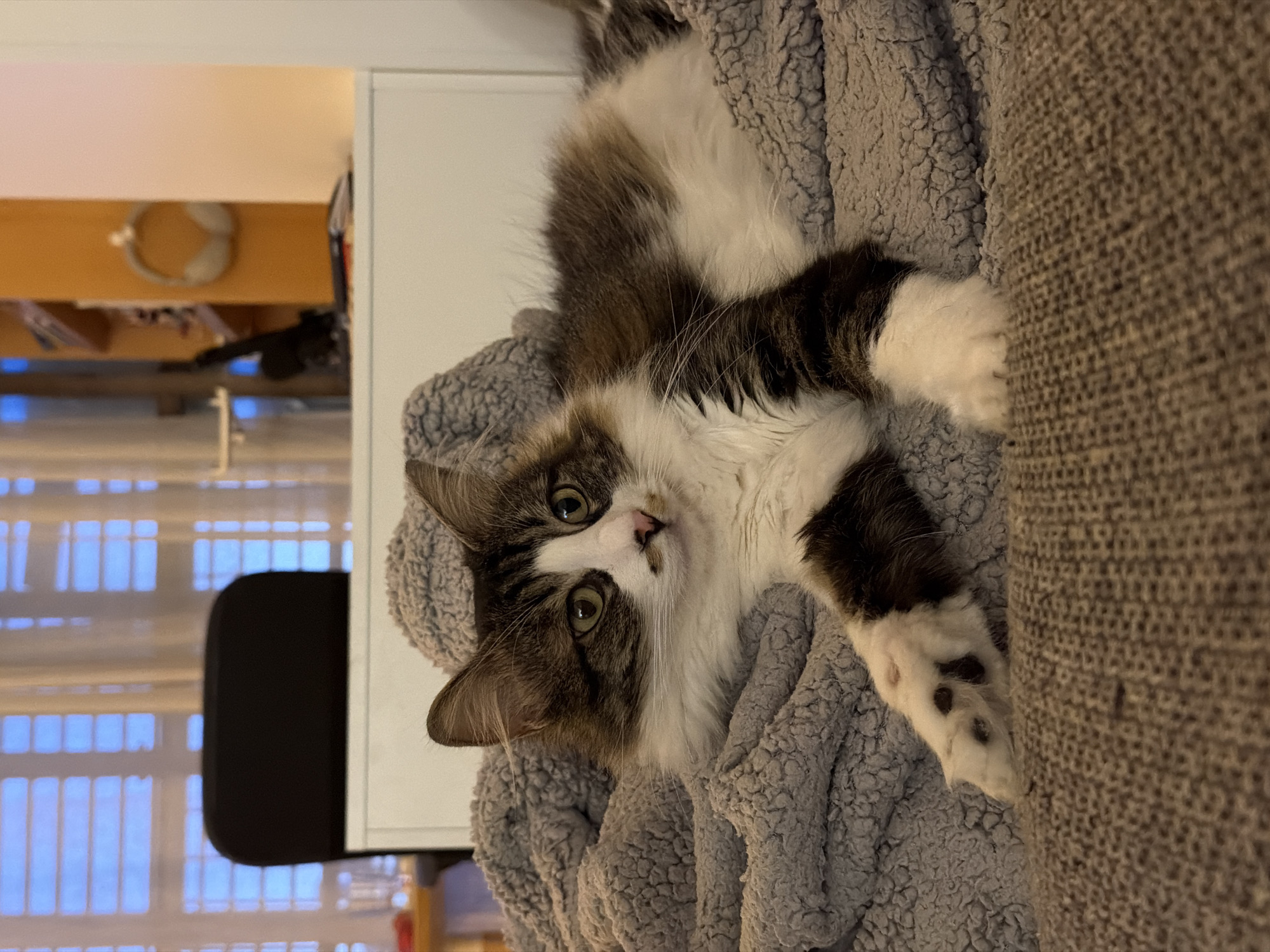 A medium shot depicts a long-haired cat lying on a grey blanket on a couch. The cat has white fur with brown patches and is looking at the camera with its green eyes. In the background, a window with blue blinds and a desk with headphones are visible. The location is likely indoors, though the city of Bat Yam, Israel, cannot be verified from the image.