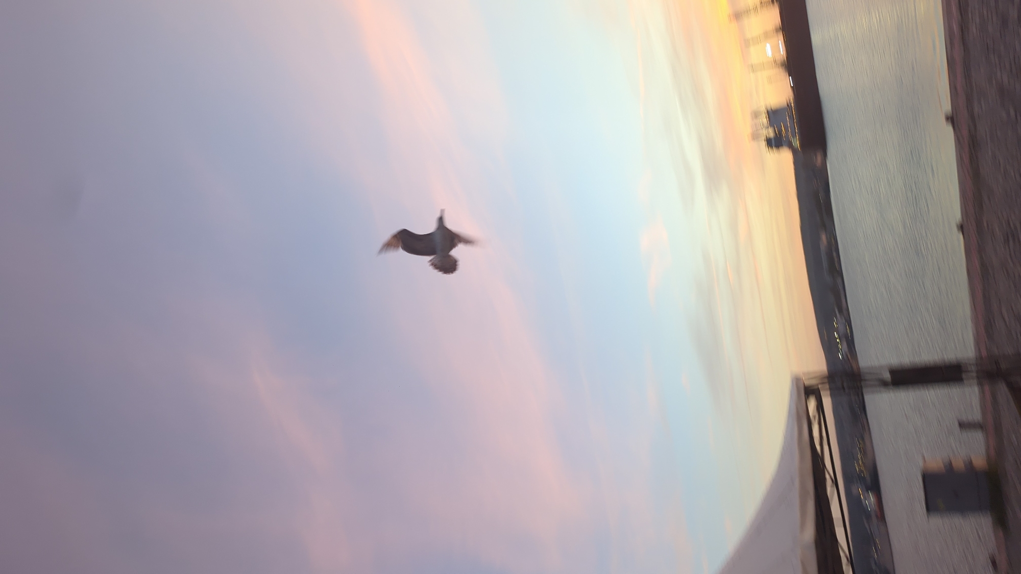 The image captures a serene outdoor scene at either dawn or dusk, dominated by a vast sky painted with soft, pastel hues. The upper and central portions of the frame are filled with gradients of light purple, pink, and pale blue, transitioning towards warmer orange and yellow tones closer to what would be the horizon when correctly oriented.
A single bird is visible in flight, silhouetted against the bright sky. Its wings are extended, and its form is slightly blurred, indicating motion as it soars through the tranquil air. Below the colorful sky, a calm body of water stretches across the scene, reflecting the ambient light. On the far side of this water, indistinct structures or land are visible, dotted with small, glowing artificial lights, suggesting a distant cityscape, port, or harbor. To the immediate right, a dark, vertical structure, possibly part of a building or a dock, partially frames the scene.
The overall atmosphere is peaceful and ethereal, emphasizing the natural beauty of the changing light. No people or visible text are present in the image.