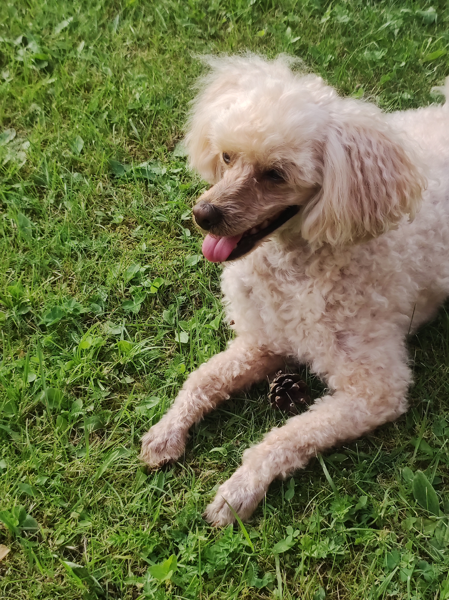 A light-colored poodle with a curly coat is lying on a patch of green grass. The dog's head is turned to the left, and its tongue is hanging out. There is a pinecone on the grass near the dog's paws. The image was taken outdoors on a sunny day.
