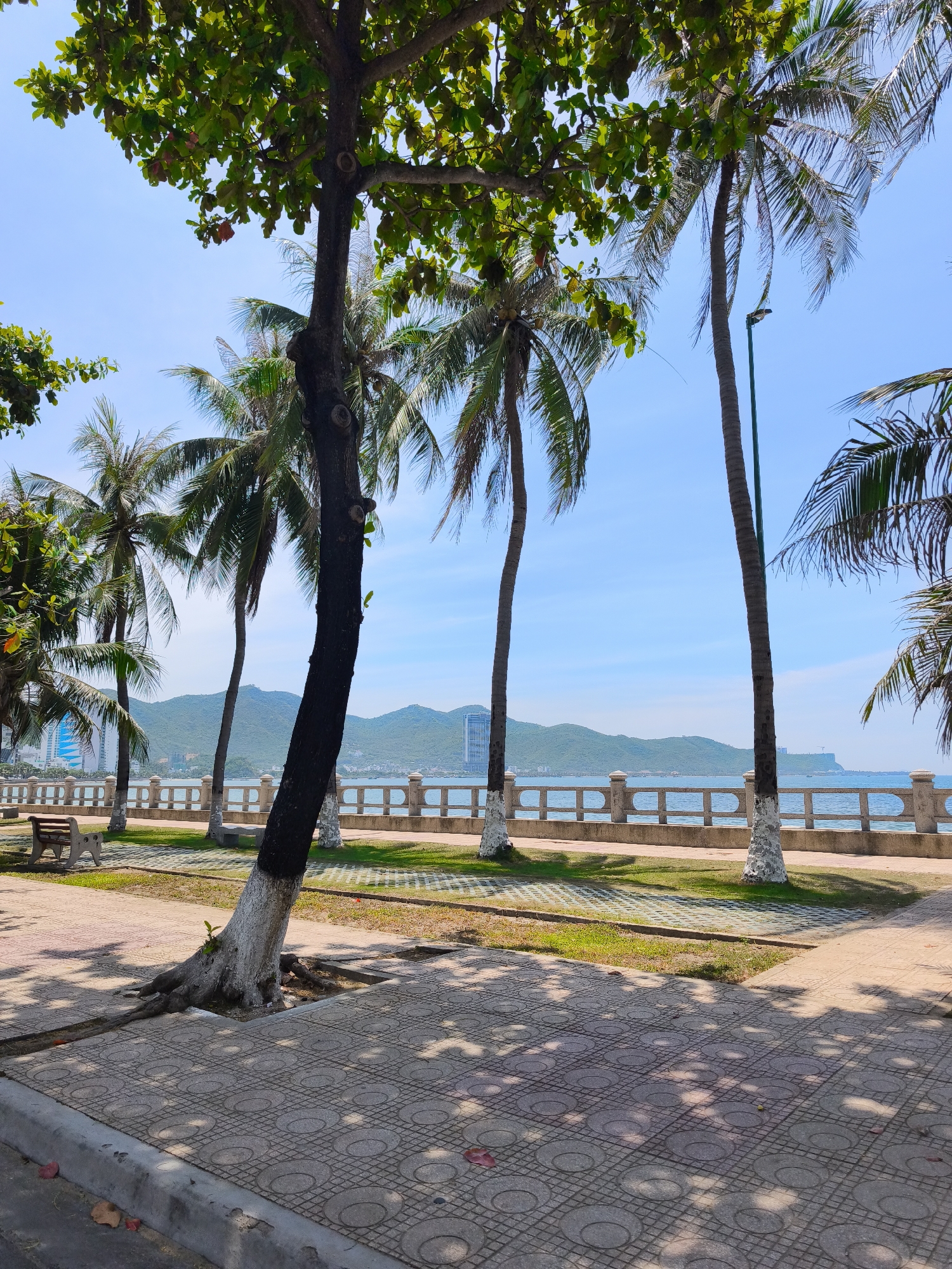 The image captures a scenic view of a coastal promenade in Nha Trang, Vietnam. In the foreground, a paved walkway with a circular pattern is visible, partially shaded by the foliage of a large tree with exposed roots. Adjacent to the walkway is a well-maintained grassy area with benches and more palm trees lining the path. A decorative concrete fence separates the promenade from the tranquil blue sea, which stretches towards a distant mountainous coastline. The sky is clear and bright blue, indicating a sunny day. In the background, buildings and structures can be observed along the coast, suggesting an urban environment adjacent to the natural beauty. The overall scene depicts a peaceful and picturesque coastal setting, likely a popular spot for relaxation and recreation.