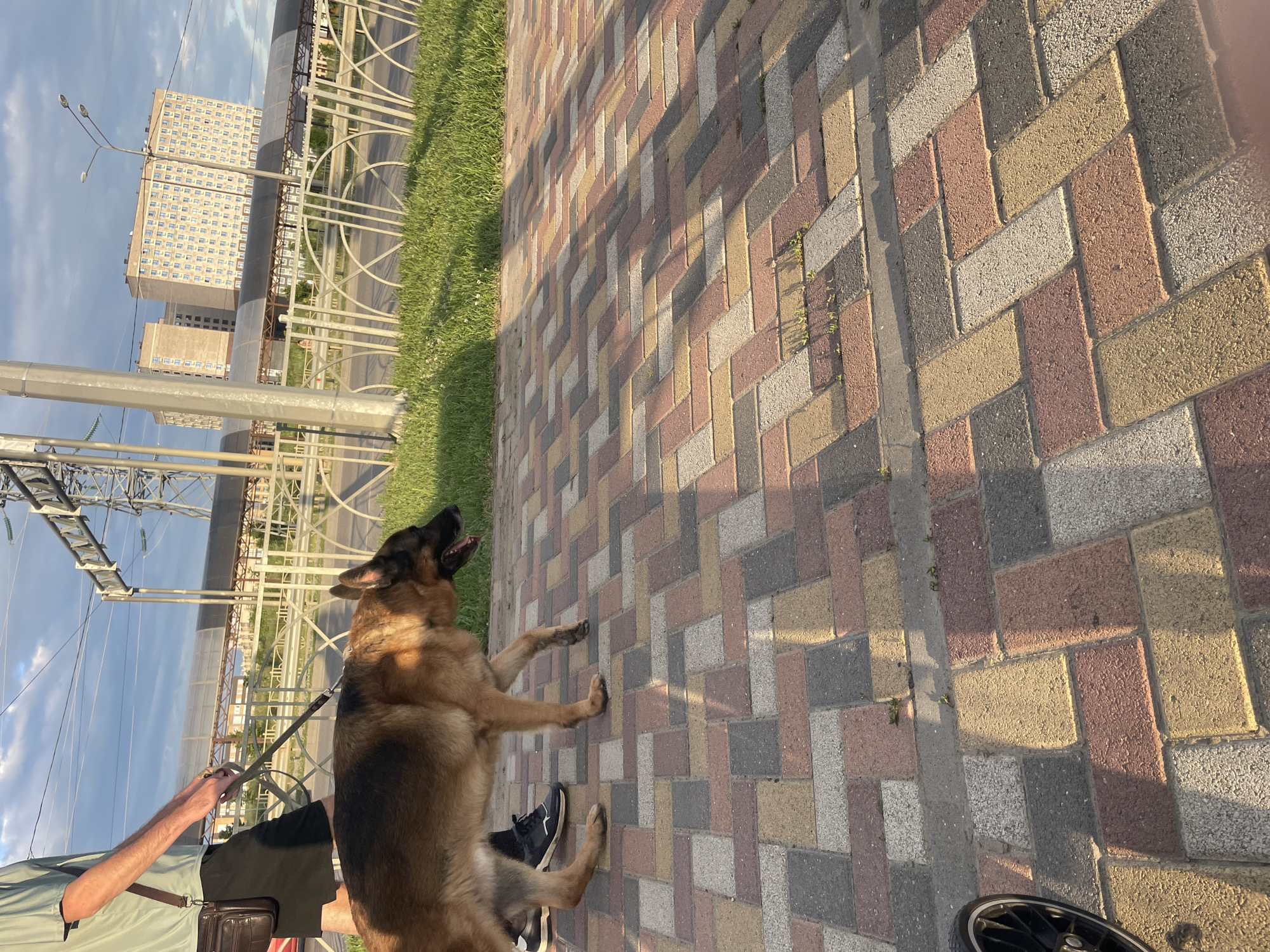 A German Shepherd dog is being walked by an unseen person on a brick-paved sidewalk. The dog is brown and black, and it is wearing a collar and leash. The person is wearing a green t-shirt and black shorts. In the background, there are buildings, a street, and a grassy area. The sky is cloudy. This image was taken in Stavropol, Russia.