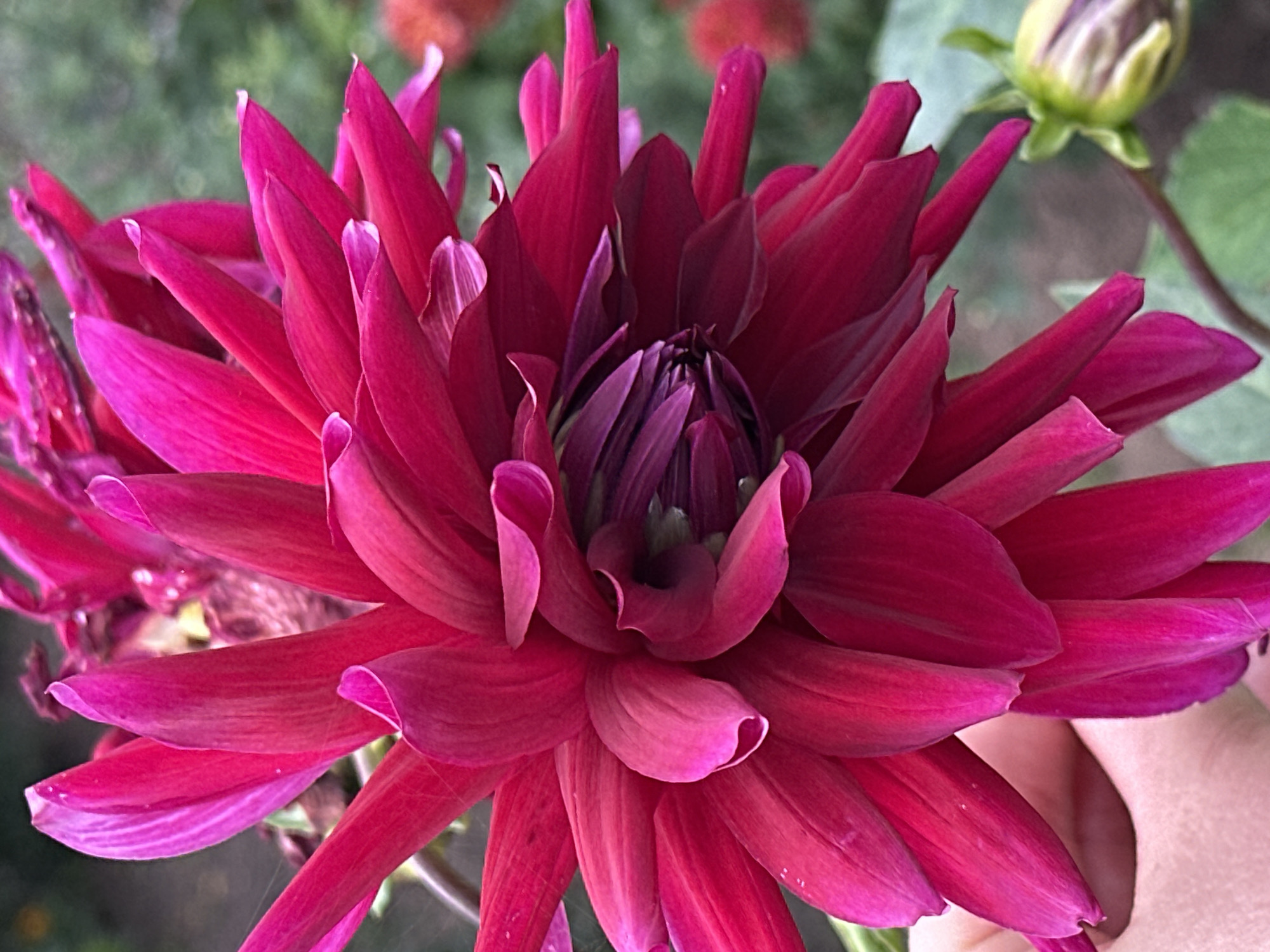 A close-up, eye-level shot shows a vibrant, deep pink dahlia flower in full bloom, filling the majority of the frame. The flower's petals are layered and pointed, with some edges slightly curled. The center of the dahlia is a darker, richer purple hue and appears tightly furled. A human hand, lightly colored, is visible in the lower left corner, gently supporting the bloom. In the background, a small, unopened dahlia bud with green and purple sepals is positioned to the right of the main flower. The surrounding environment is blurred, suggesting a garden setting with hints of green foliage and other out-of-focus floral elements. The image was captured outdoors during the day, as indicated by the natural lighting. This scene is situated in the Нарацкі сельскі Савет, Belarus.