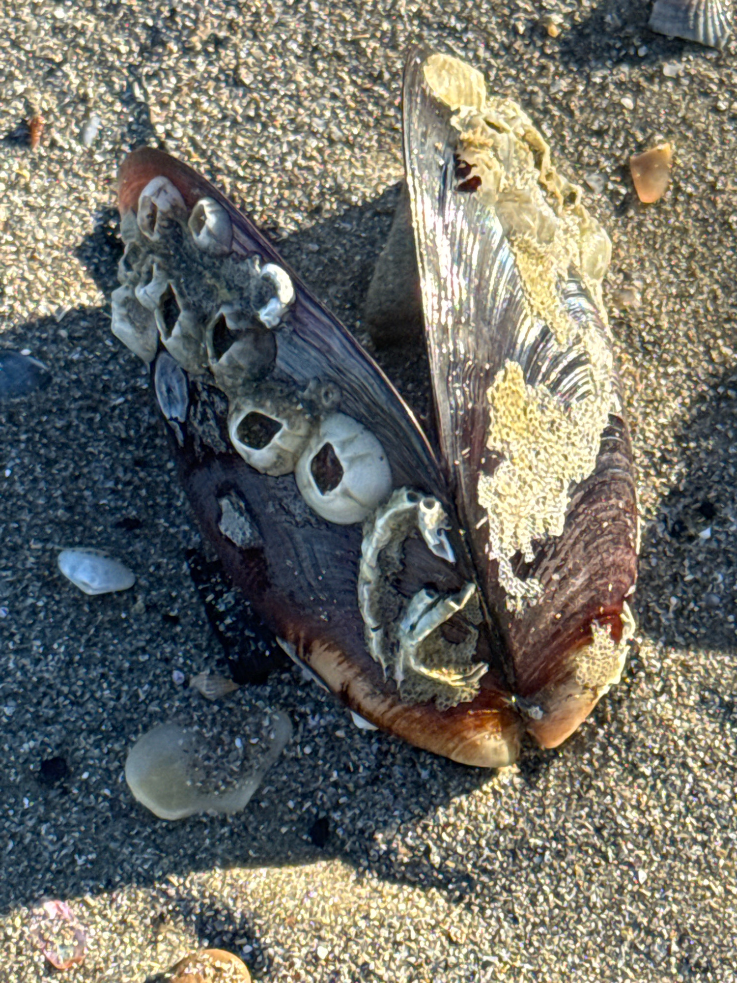 The image shows a close-up, overhead view of an open mussel shell on a sandy beach. The mussel shell is dark purple and iridescent, with several barnacles attached to its exterior. The sand is coarse and dark gray, with small shell fragments scattered throughout. There is a shadow cast on the sand to the left of the mussel. The background is out of focus and shows more sand and some other shell debris. The scene appears to be a natural beach environment. The location is identified as Anapa, Russia.