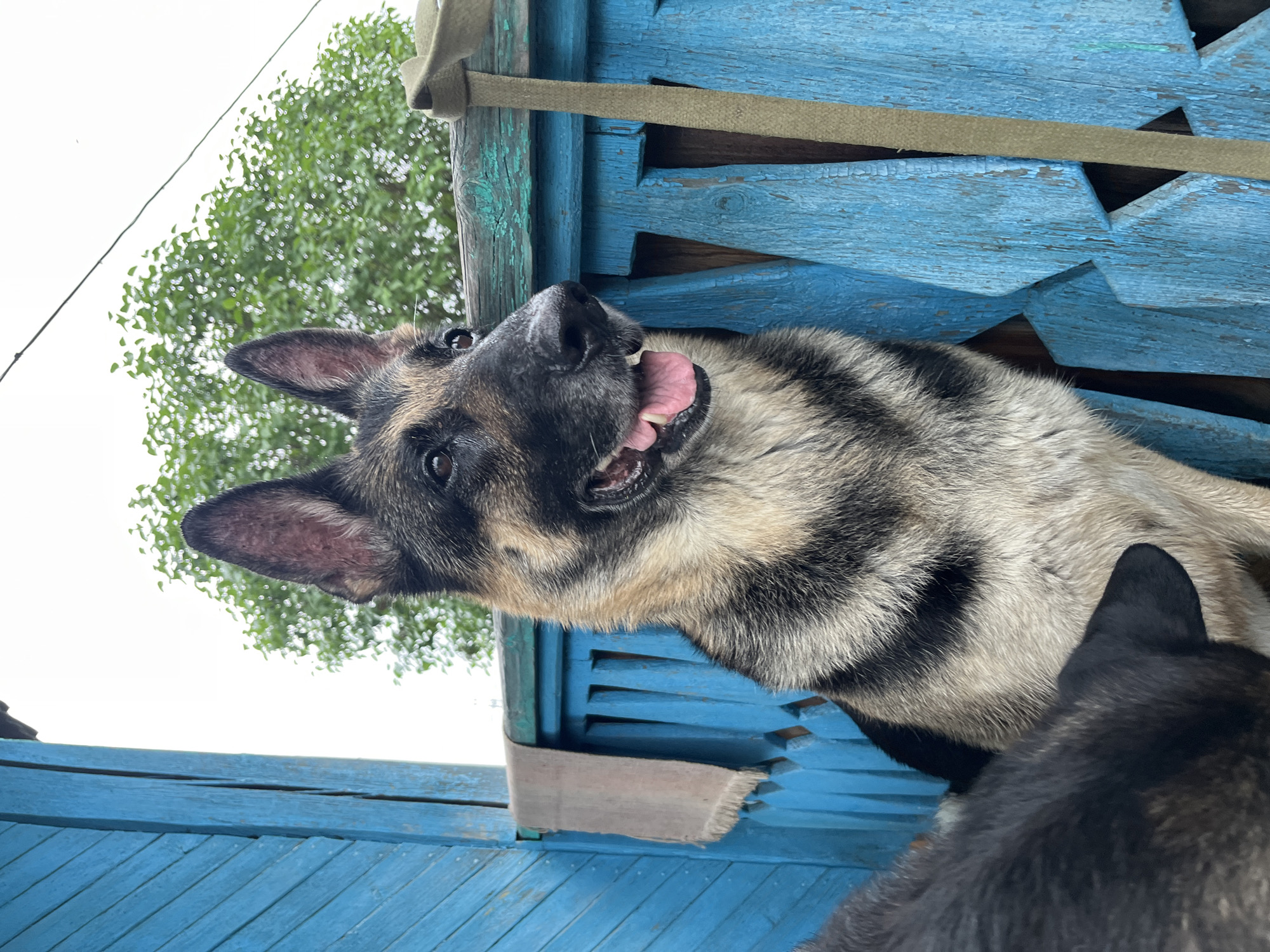 The image shows two dogs, one German Shepherd and another darker-furred dog, in an outdoor setting. The German Shepherd is in the foreground, lying down with its head tilted back and tongue hanging out, appearing playful and happy. It has black, tan, and grey fur. The second dog, mostly out of frame, is black and partially visible in the lower right corner of the image.
They are positioned on a weathered blue wooden structure, possibly a porch or part of a building. The wood is painted a vibrant blue but shows signs of age with peeling paint and a rough texture. A light brown strap is visible stretched across the blue wooden planks, suggesting it might be part of a restraint or decoration.
In the background, lush green foliage from a tree is visible against a bright, overcast sky, indicating it is daytime. The overall impression is a candid snapshot of pets enjoying a moment together outdoors, likely in a rural or suburban environment given the rustic wooden structure and natural surroundings. The scene evokes a feeling of casual relaxation and canine companionship. No visible text is present in the image. The location context suggests this scene takes place in Nizhny Tagil, Russia.