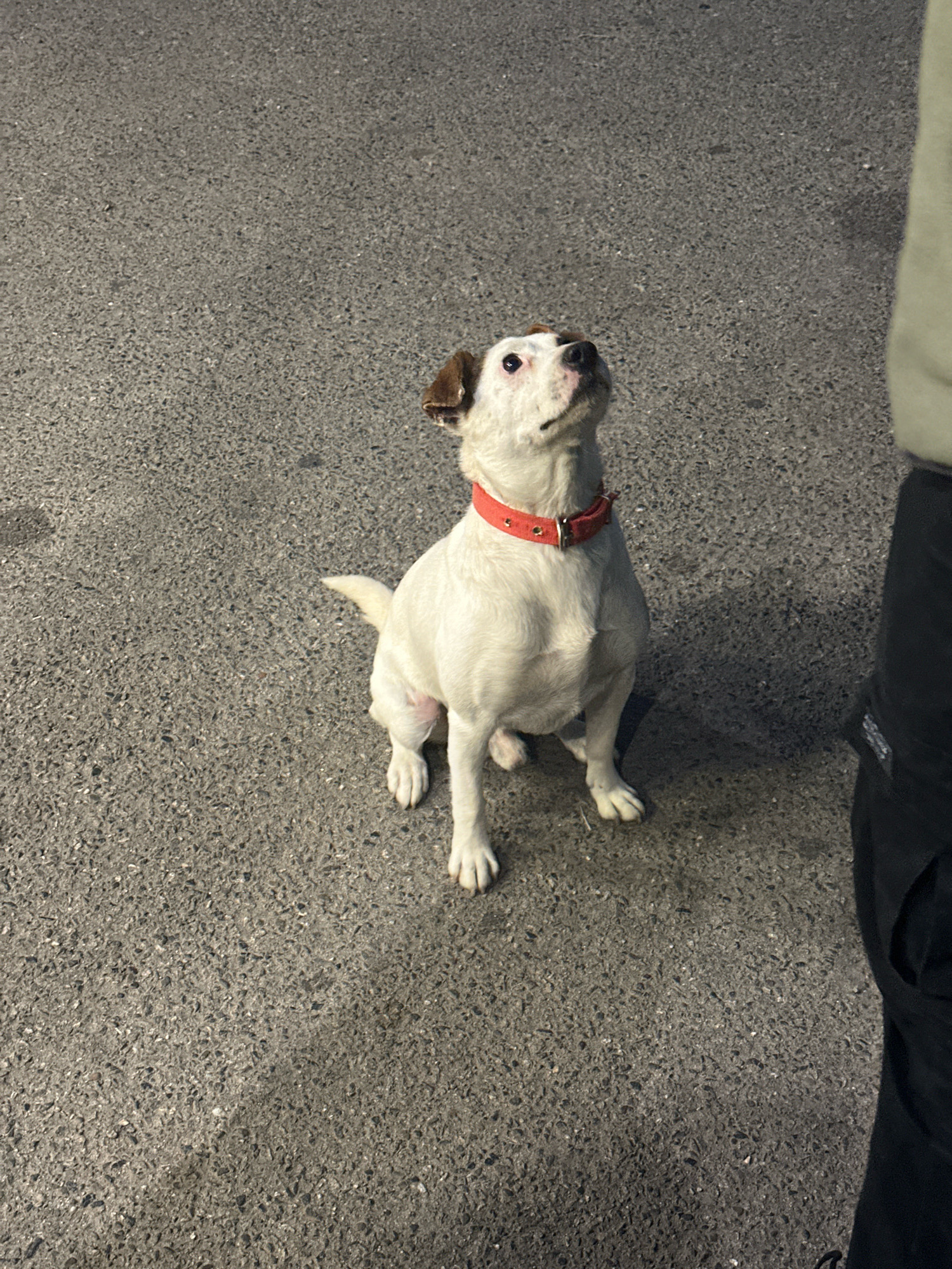 A small white dog with brown markings on its head and ears sits on asphalt. The dog is wearing a red collar and looking upwards. To the right of the dog, a person wearing dark pants and a light-colored shirt is partially visible. The scene appears to be outdoors, possibly in a street or park, with the asphalt surface suggesting an urban environment. The lighting indicates it might be evening or nighttime, with streetlights or artificial illumination casting shadows. The location is the city of Nevinnomyssk, Russia.