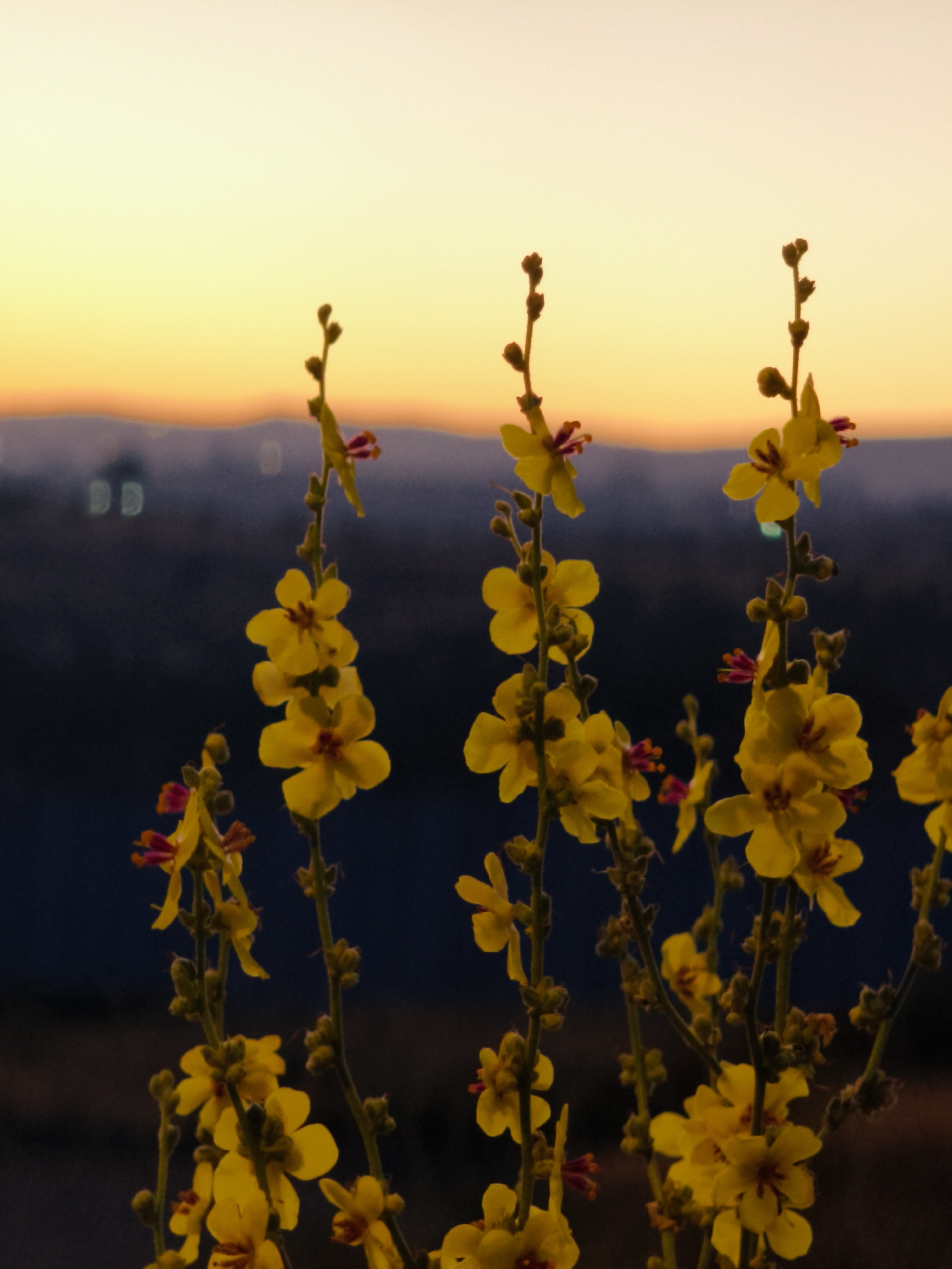 The image captures a cluster of yellow wildflowers against a dusky sky, likely at dusk or dawn, with a blurred cityscape in the background. The flowers are delicate, with five petals each and a reddish-purple center. They grow on thin, green stems, some of which are adorned with small, unopened buds. The background exhibits a gradient of soft yellows and oranges at the horizon, transitioning to a deep blue-purple haze. Faint lights from buildings are visible in the distance, suggesting an urban or semi-urban environment. The foreground is dominated by the flowers, with their forms rendered in sharp detail against the softer, out-of-focus backdrop. The overall impression is one of natural beauty juxtaposed with the distant signs of human civilization. This scene is located in the Lachish Regional Council, Israel.