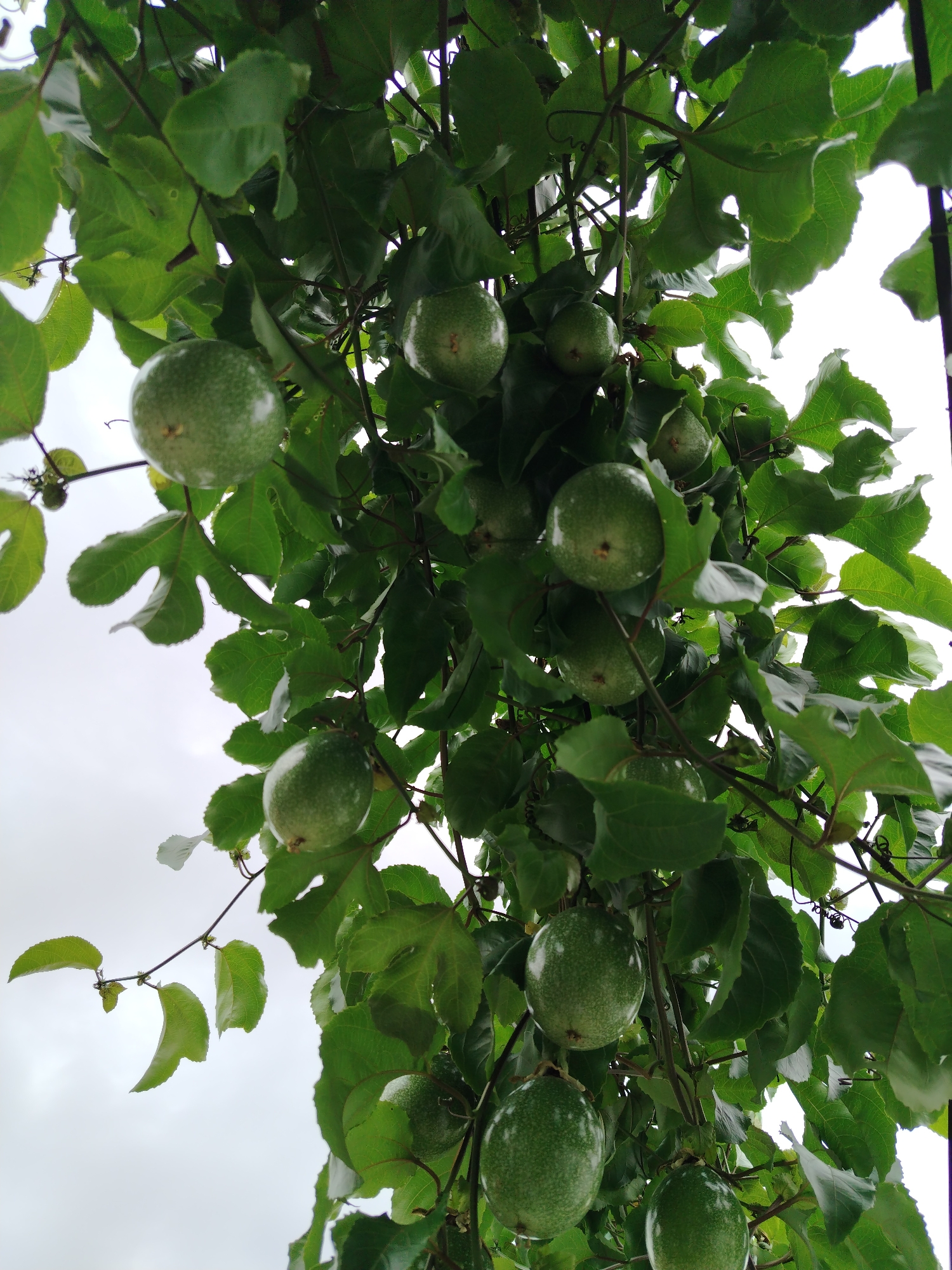 This media file presents a vibrant, upward close-up view of a passion fruit (maracuyá) vine laden with numerous green, unripe fruits. The scene is set outdoors in Tinaquillo, Venezuela, under what appears to be an overcast sky.
The primary subjects are the many green passion fruits, varying in size, hanging amidst a dense canopy of the plant's foliage. Approximately ten to fifteen distinct fruits are visible, all in an unripe, green state with a smooth, subtly speckled texture. Surrounding the fruits are the lush, dark green leaves of the passion fruit plant, some exhibiting their characteristic lobed shape and visible venation. The intricate network of slender vines and delicate tendrils is also apparent, supporting the heavy fruits and intertwining through the foliage.
The background is a bright, uniformly light gray or white sky, indicating an overcast day with diffuse lighting. This natural light illuminates the underside of the leaves and fruits, enhancing their green coloration without casting harsh shadows. No human activity, people, or discernible man-made objects are present, emphasizing the natural growth and abundance of the fruit. The overall impression is one of natural verdancy and the promise of a future harvest. No visible text is present in the image.