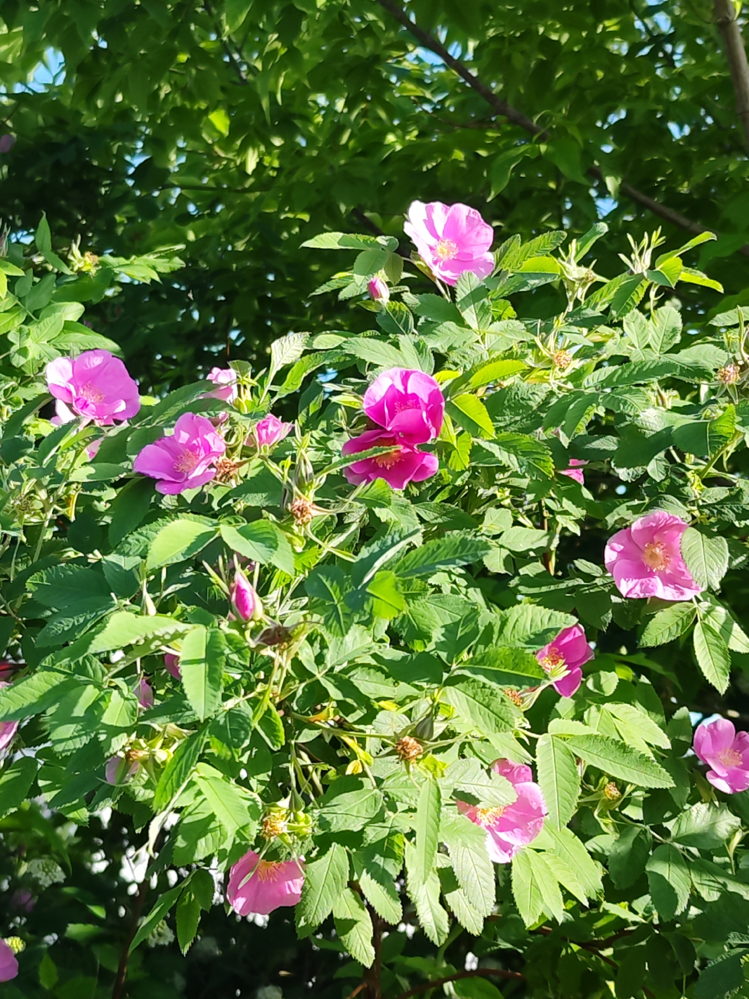 This close-up image presents a vibrant bush densely covered with pink flowers and lush green foliage, set in an outdoor, natural environment, likely in Chaikovsky, Russia. The primary subjects are numerous blooming flowers, characteristic of a wild rose or similar species, each featuring five bright pink petals and a contrasting yellow center. Many flower buds are also visible, indicating ongoing growth and bloom.
The scene captures a section of the bush, which appears to be thriving. The leaves are a rich green, some showing distinct veining and serrated edges, and they cast shadows that suggest strong, direct sunlight. The lighting indicates a clear, sunny day, possibly morning or early afternoon, with bright highlights on the flowers and leaves. In the background, out-of-focus green foliage from other trees or shrubs creates a soft, natural backdrop, emphasizing the depth and density of the vegetation. No human activity or man-made objects are visible. The overall impression is one of natural beauty, vitality, and the freshness of blooming nature. There is no visible text in the image.