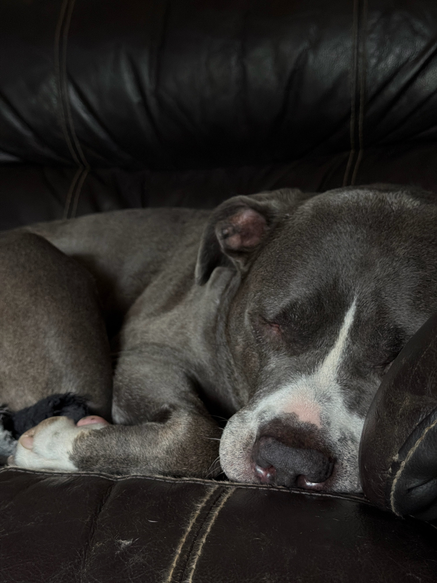 A gray and white pit bull is sleeping curled up on a dark brown leather couch. The dog's head is resting on its paws, and its eyes are closed. The couch appears to be in a living room, as evidenced by the cushions and stitching. The scene is dimly lit, suggesting it may be nighttime or that the room has closed blinds. There are no people present in the image. This scene is not in Esch-sur-Alzette, Luxembourg.