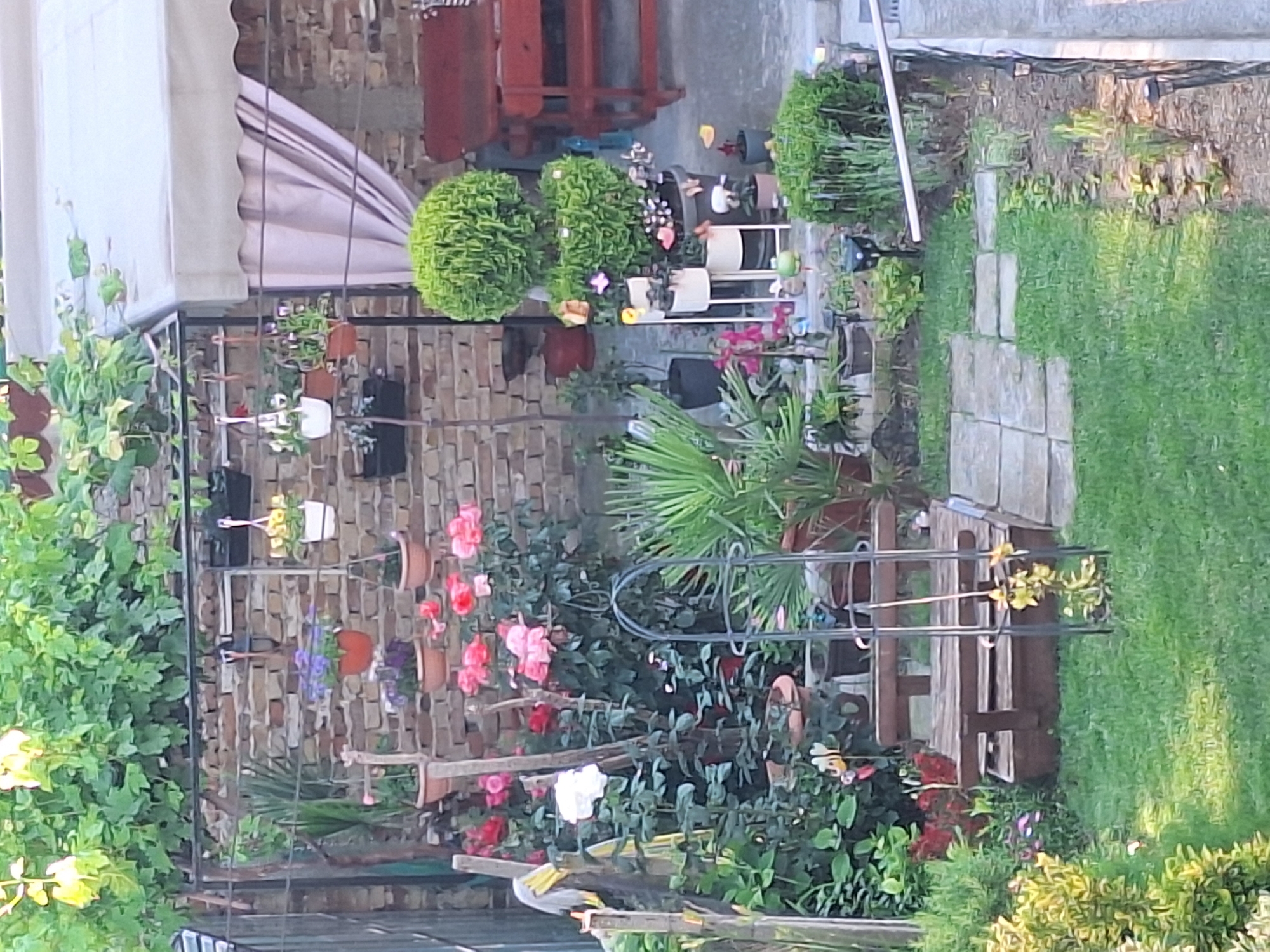 This image depicts a cozy backyard garden, likely located in Varna, Bulgaria, as suggested by the architectural style and flora commonly found in the region. The garden is rich with greenery and floral arrangements, featuring a variety of potted plants and blooming roses in vibrant pinks and reds. A prominent rose bush with white blooms is also visible. The background is characterized by a rustic brick wall, from which several hanging planters with flowers are suspended.
In the foreground, a lush green lawn leads to a quaint wooden bench, suggesting a place for relaxation. The garden is further enhanced by a collection of decorative items, including small figurines, and a striking topiary plant that adds a touch of sculpted elegance. A metal trellised structure, possibly for climbing plants, is also present. Beyond the immediate garden area, a glimpse of an outdoor seating set, likely a table and chairs, is visible, hinting at a space for outdoor dining or socializing. The overall ambiance is one of a well-tended and inviting private outdoor space.
