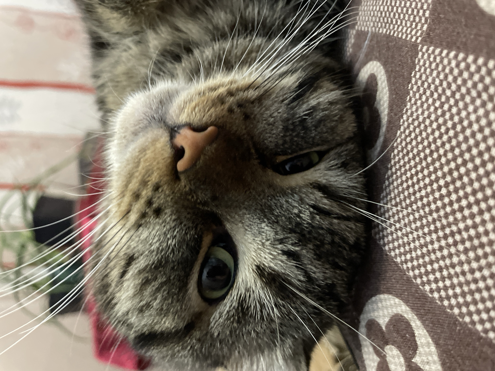 The image is a close-up, low-angle, outdoor shot of a tabby cat lying on a patterned surface. The cat's head is tilted, and its eyes are partially closed. The background is blurred but appears to be an outdoor setting with greenery. The cat's fur is gray and black with brown stripes. Its whiskers are long and white. The patterned surface beneath the cat is brown and white, with a repeating checkered design. The overall lighting suggests it is daytime. There are no people or any other discernible objects in the immediate vicinity of the cat. The location in Cherkasy, Ukraine, is not indicated by any visual cues within the image.
