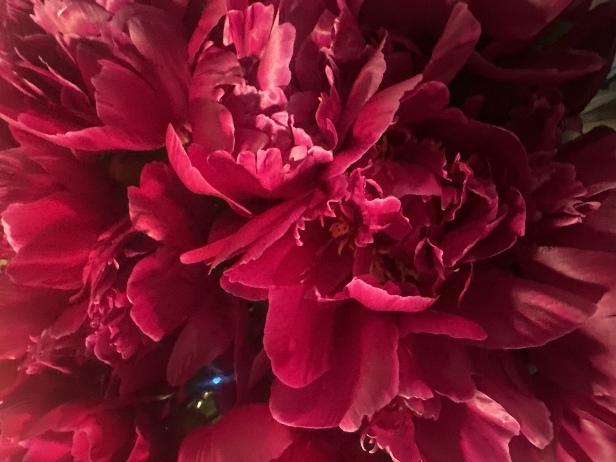 A close-up, top-down view shows a cluster of dark pink peonies. The petals are layered and ruffled, with some appearing almost velvety. The lighting creates deep shadows and highlights, emphasizing the texture and form of the flowers. In the upper left quadrant, a small, blurry, blue-tinted light source is visible, possibly a reflection or an artificial light. The background is dark and indistinct, focusing all attention on the blooms. No people, buildings, or any identifiable location in a city are present.