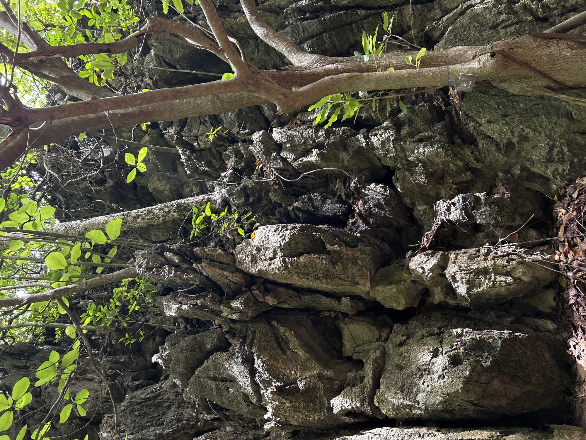 The image shows a rocky cliff face with lush green foliage growing from its crevices. A large tree with a thick trunk and branches is positioned in the foreground, partially obscuring the rocks. The rocks are rugged and weathered, with a textured surface. Several smaller plants and saplings are also visible, some growing directly from the rocks. The lighting suggests an outdoor environment, possibly in a shaded area given the dappled sunlight filtering through the leaves. The scene evokes a natural, somewhat untamed landscape. The location is identified as a cliff in Ao Nang, Thailand, a popular tourist destination known for its limestone karst formations and coastal scenery.