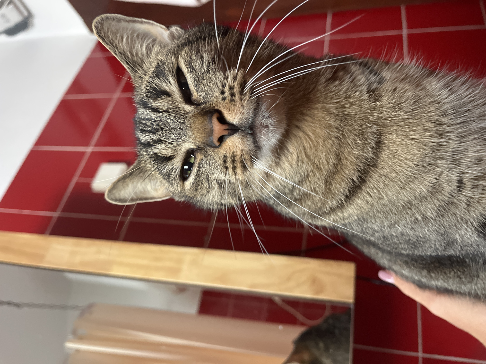 A close-up, eye-level shot shows a tabby cat in what appears to be a bathroom. The cat is facing the camera, with its left eye squinted. The background is a wall of red tiles, and to the left, a wooden cabinet is visible, with a reflection of another cat in a mirror. A hand with pink nail polish is gently petting the cat's fur. The scene is indoors, likely in a domestic setting, and given the user prompt is requesting an image location within Šušanj, Montenegro, it is a plausible depiction of a home environment within that town.