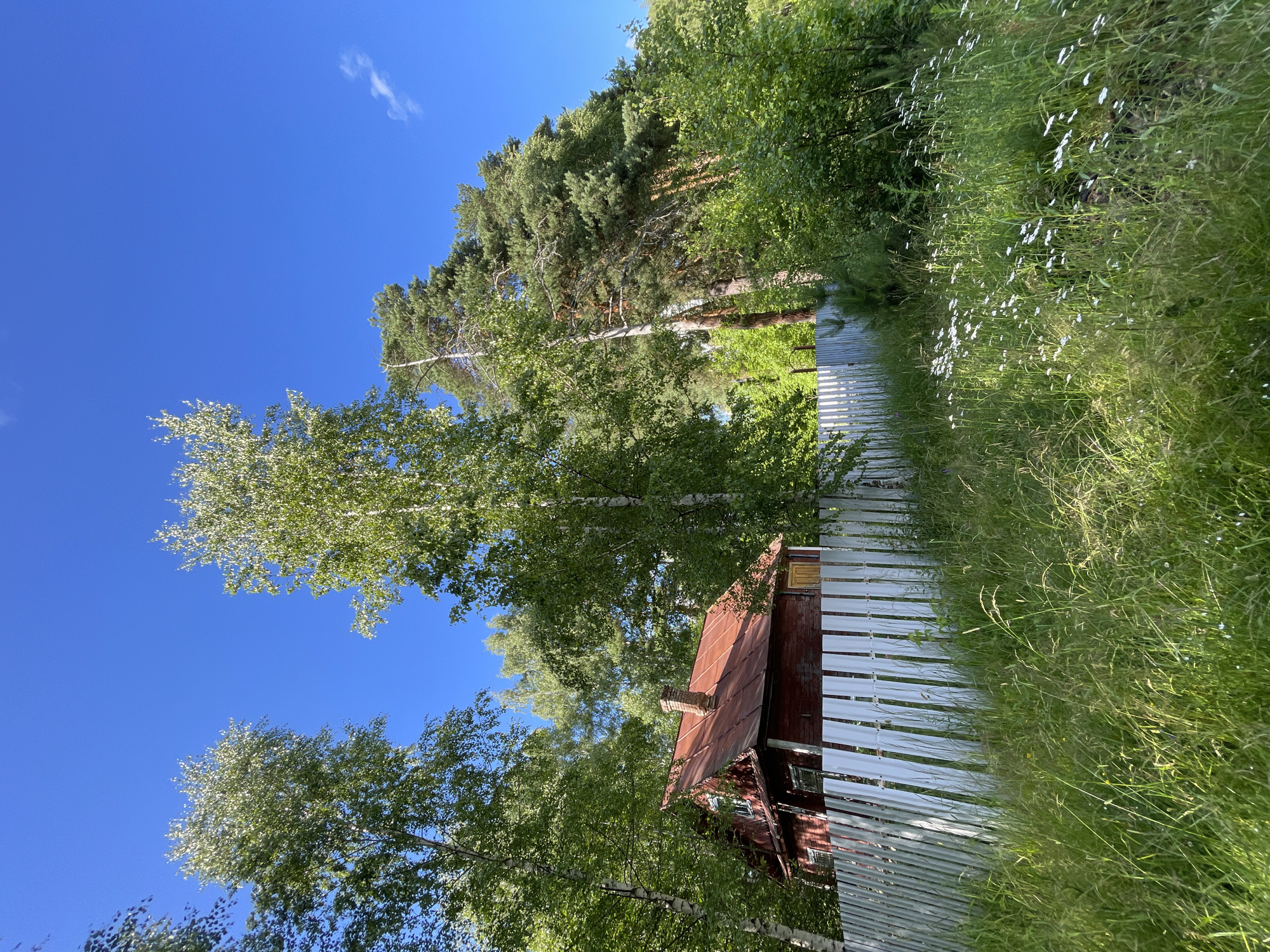 A red wooden house with a rusty tin roof and a brick chimney is partially visible behind a white picket fence in a rural setting. The house is surrounded by lush green trees, including birch and pine trees, under a clear blue sky. The foreground is filled with tall grass and small white wildflowers. The image appears to be taken from a low angle, looking up towards the house and trees. The environment suggests a summer day in a countryside area near the city of Zarechny, Russia. There are no people or animals visible in the frame.