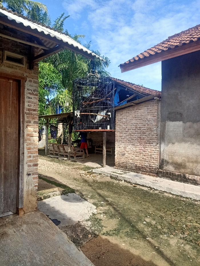 This image captures an outdoor scene in Pubian, Indonesia, under bright daylight. The setting appears to be a rustic residential area, possibly a courtyard or pathway between several simple buildings.

In the foreground to the left, part of a building with a textured brick wall and a wooden door is visible, topped by a corrugated metal roof. A similar structure with a plastered, unpainted wall and a tiled roof is seen on the right. The ground is a mix of dirt, gravel, and uneven concrete patches, with some areas appearing damp or covered in moss/algae, casting prominent shadows from unseen objects.

A large, black, ornate birdcage, possibly for a bird like a fighting cock, is suspended or placed on a wooden stand in the center-left, under a simple shelter. Below this shelter, a person wearing a blue top and red shorts is partially visible, standing or moving near several wooden chairs. In the background, lush green trees, including palm trees, stand out against a clear blue sky with scattered white clouds.

No explicit activity is clearly depicted beyond the presence of the birdcage and the person under the shelter. The strong sunlight and deep shadows indicate it is likely midday or early afternoon. No visible text is present in the image.